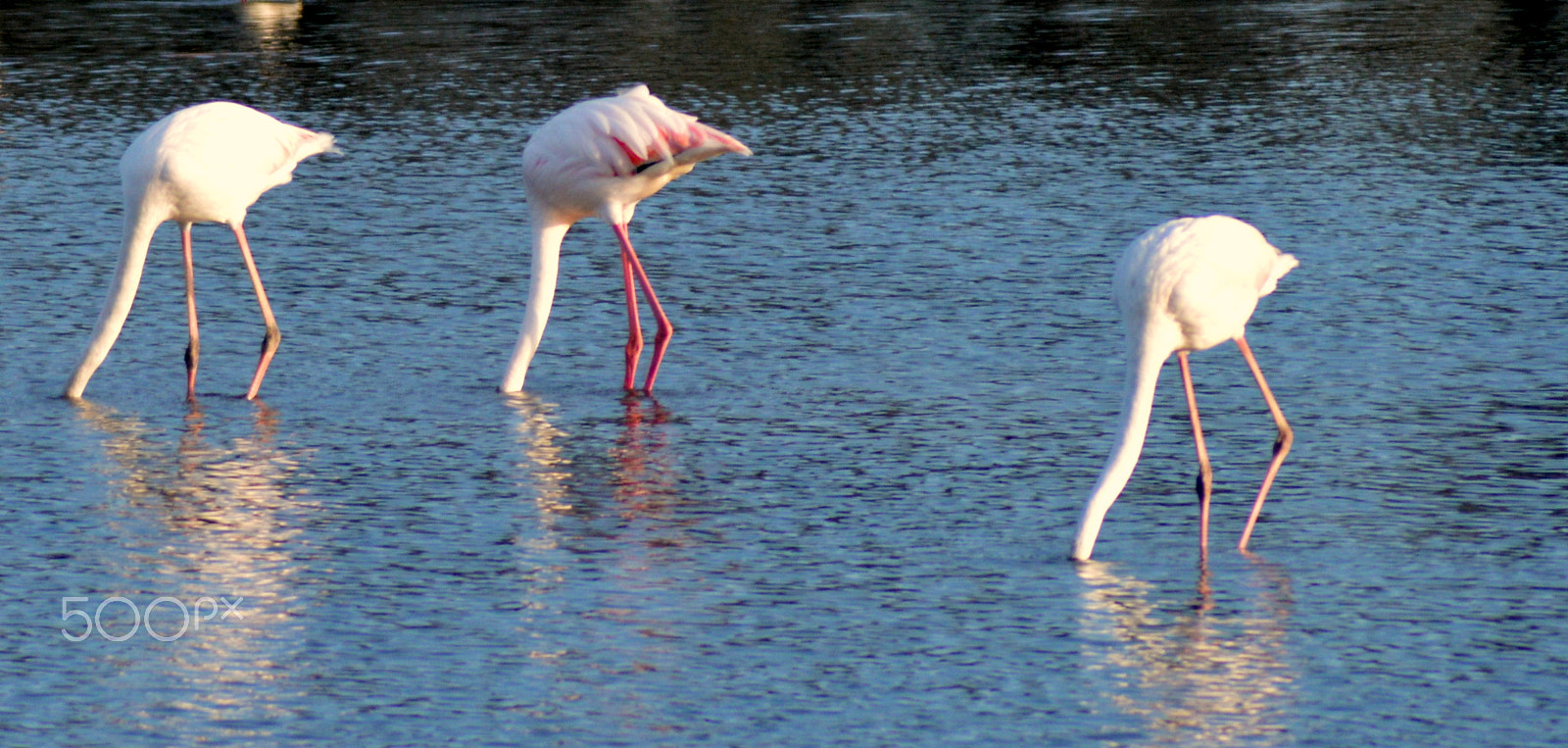 Nikon D3200 + AF Zoom-Nikkor 80-200mm f/4.5-5.6D sample photo. Heads in the water photography