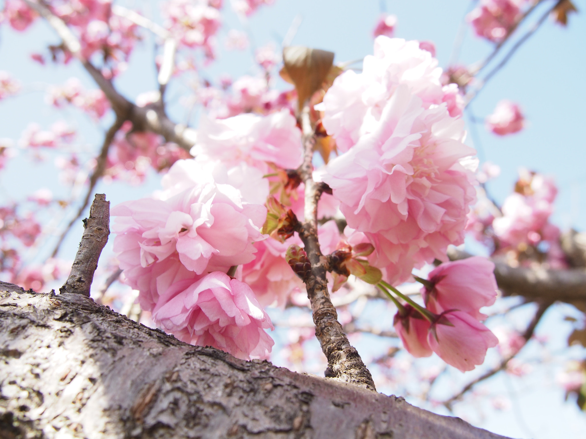 Olympus PEN E-P5 sample photo. Double cherry in full bloom photography