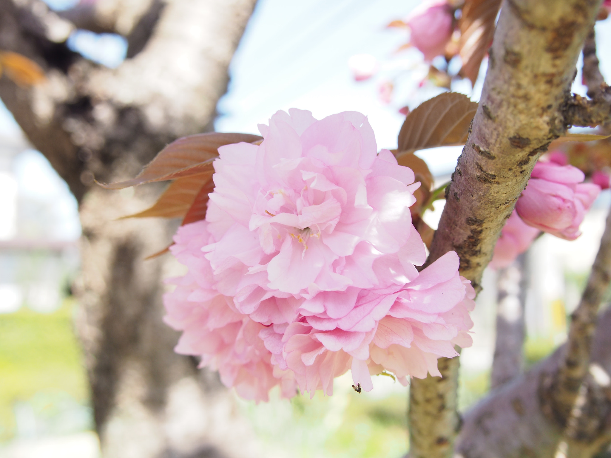 Olympus PEN E-P5 sample photo. Double cherry in full bloom photography