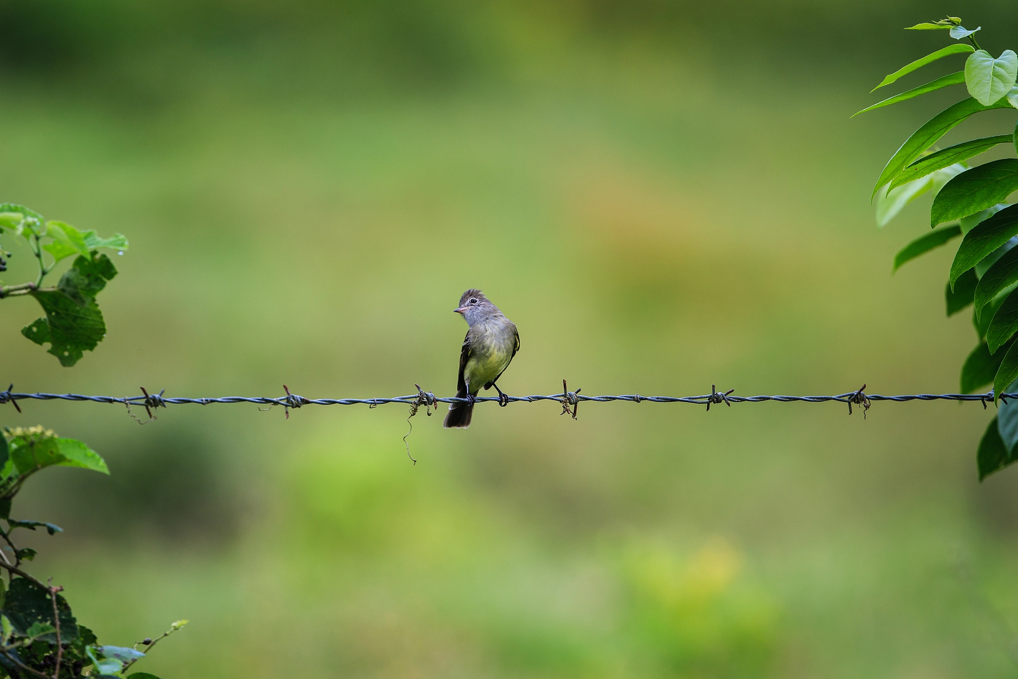 Canon EF 400mm F4 DO IS II USM sample photo. Keep an eye out photography