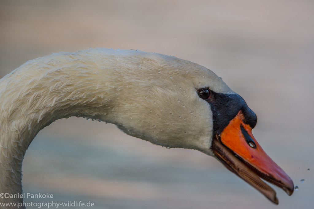 Nikon D3S sample photo. Beauty in white photography