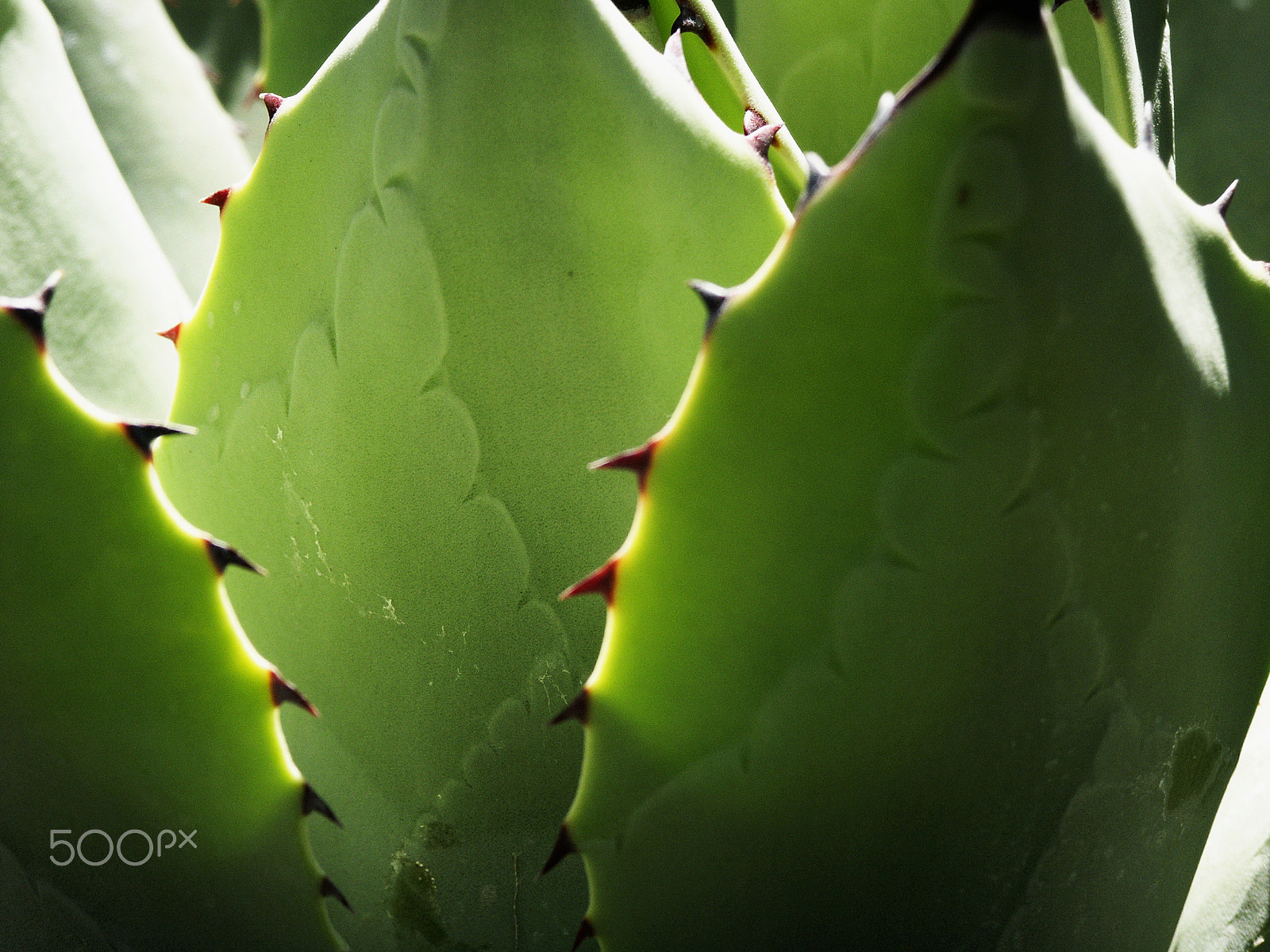 KONICA MINOLTA DiMAGE 7Hi sample photo. Foliage photography