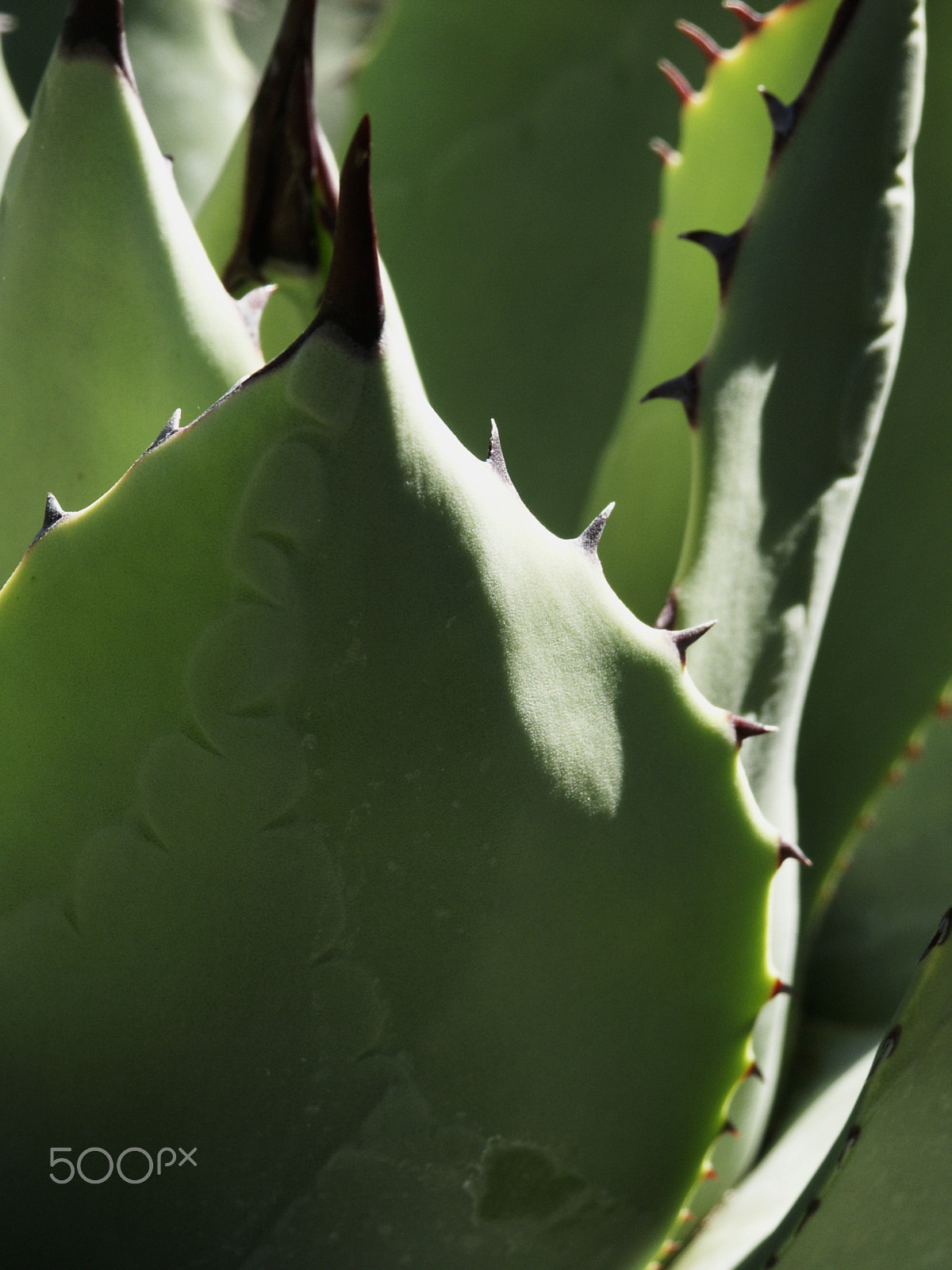 KONICA MINOLTA DiMAGE 7Hi sample photo. Foliage photography
