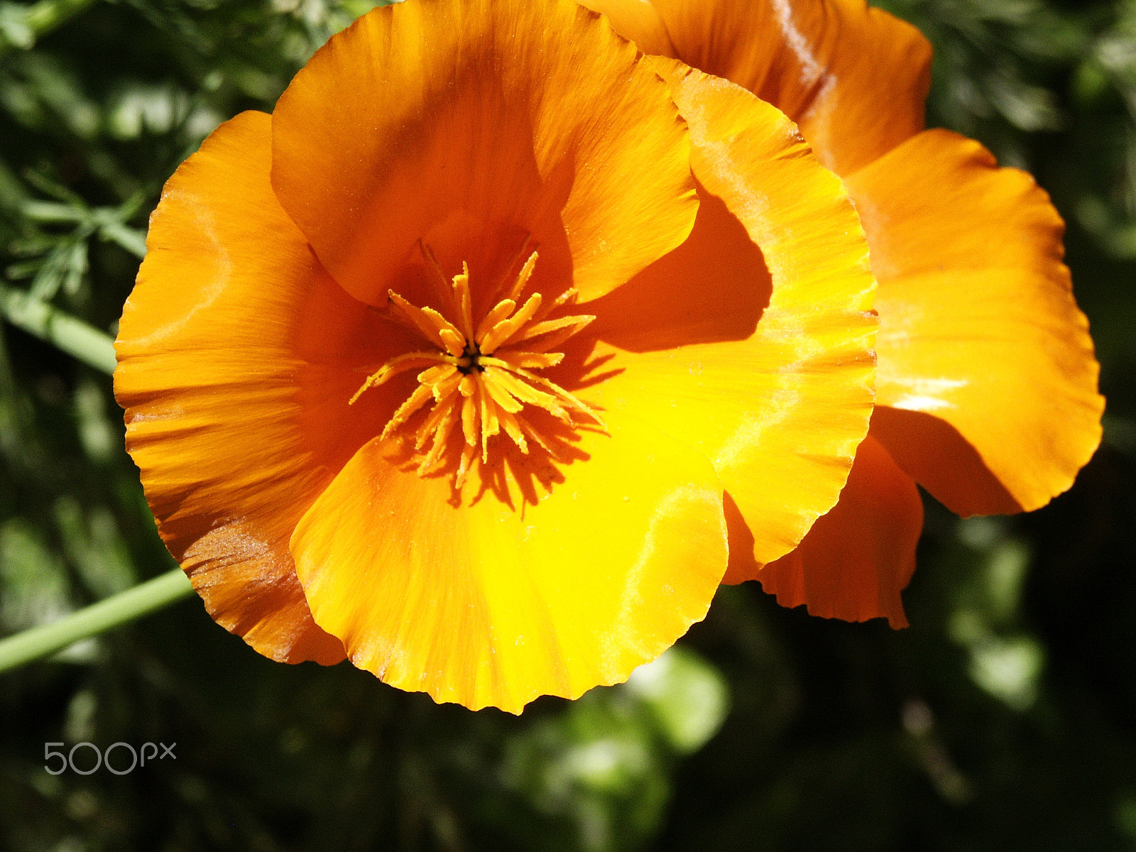 KONICA MINOLTA DiMAGE 7Hi sample photo. Foliage photography
