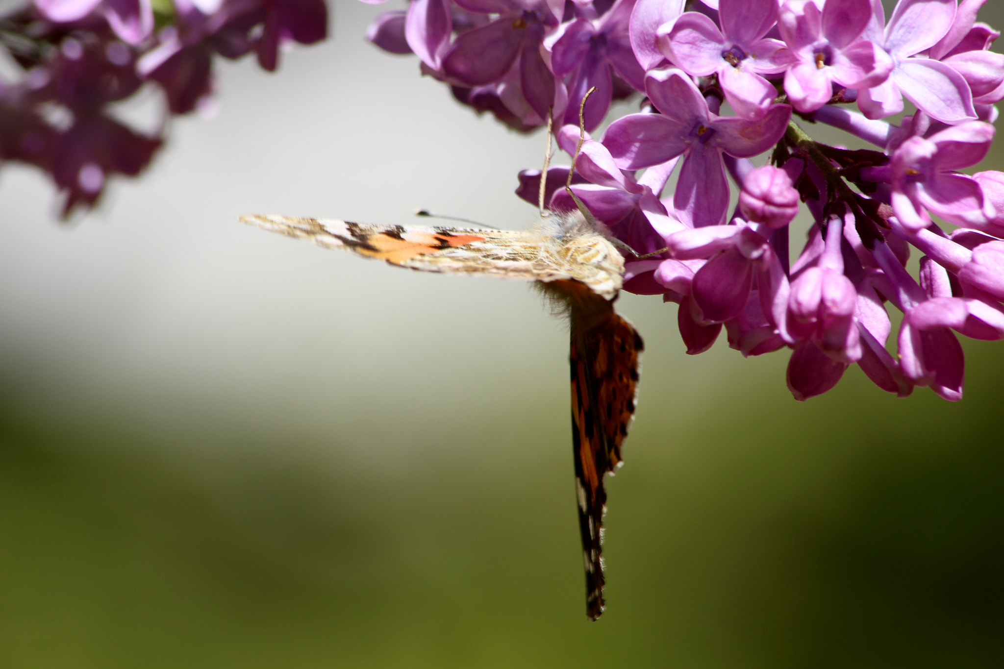 Canon EF 70-300mm F4-5.6 IS USM sample photo. Butterfly balance photography