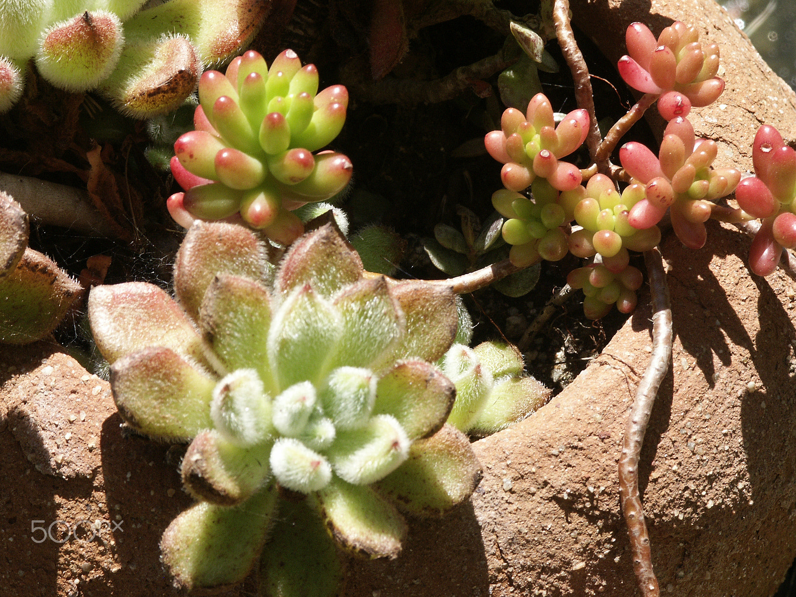 KONICA MINOLTA DiMAGE 7Hi sample photo. Foliage photography