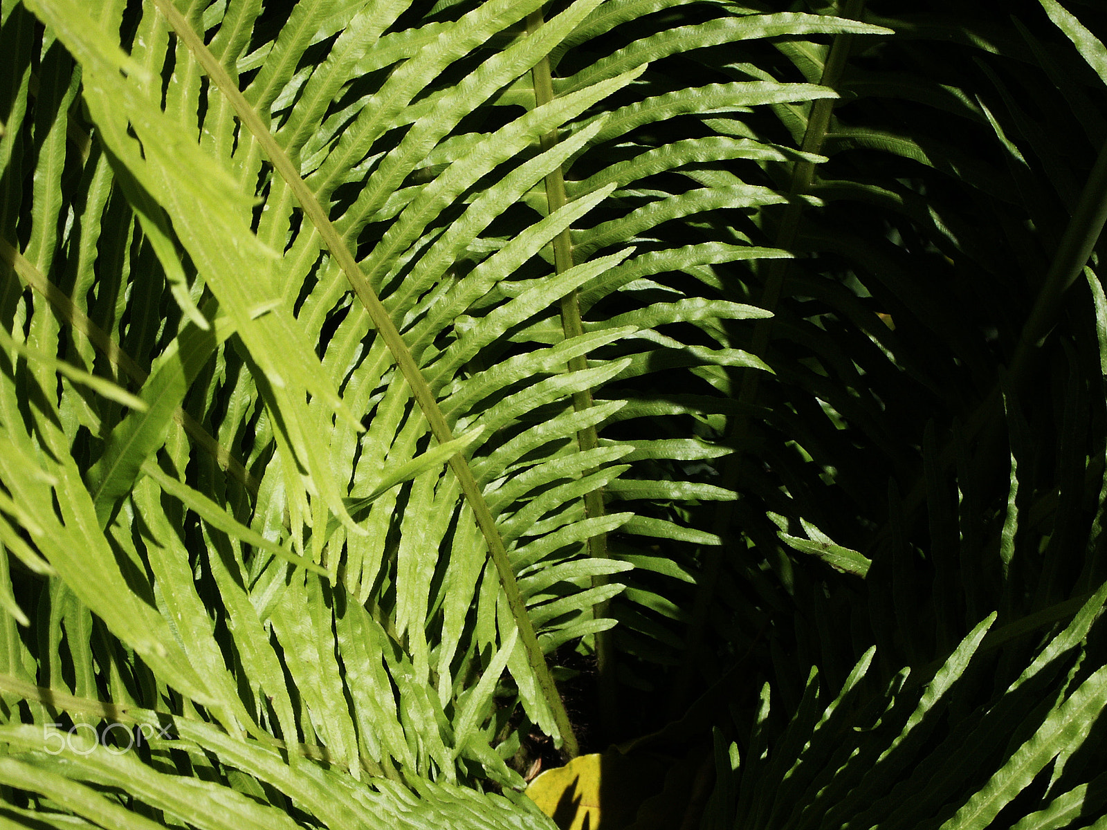 KONICA MINOLTA DiMAGE 7Hi sample photo. Foliage photography