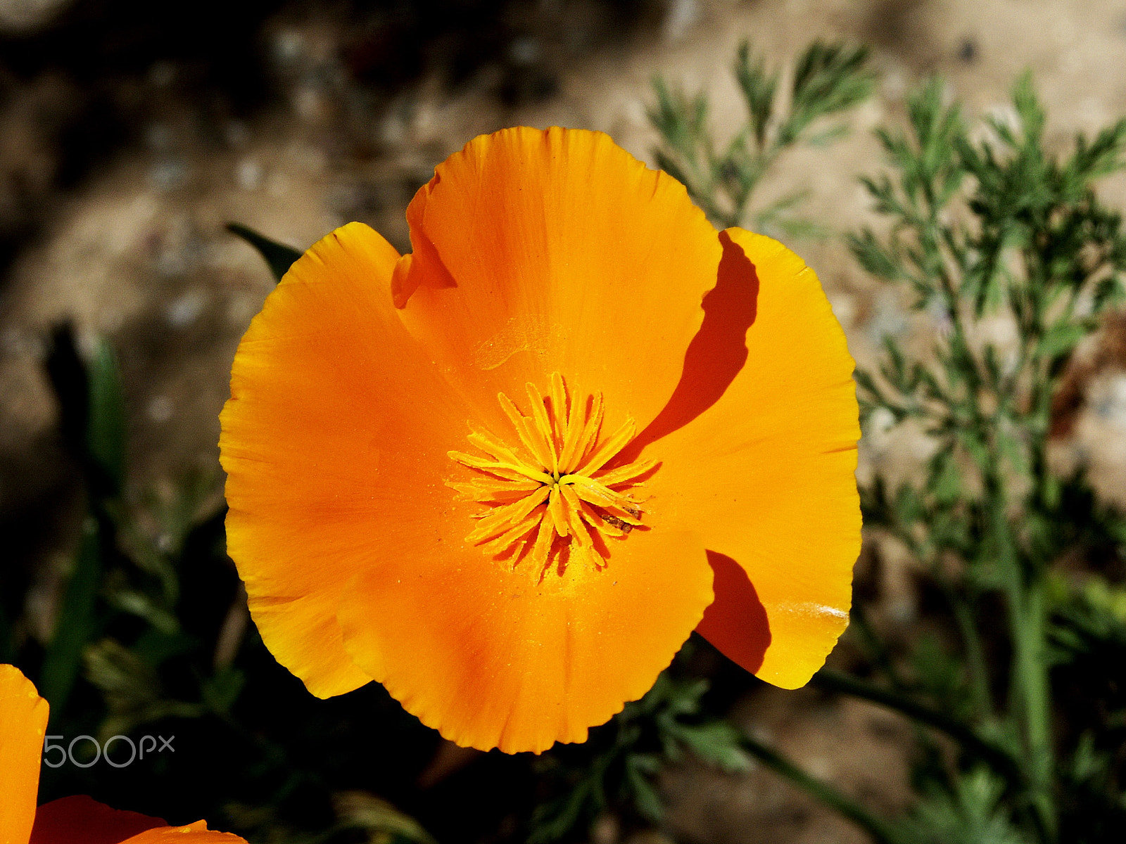 KONICA MINOLTA DiMAGE 7Hi sample photo. Foliage photography