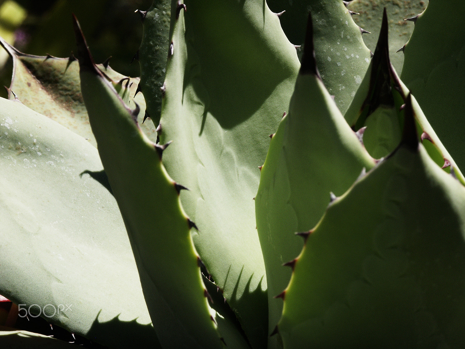 KONICA MINOLTA DiMAGE 7Hi sample photo. Foliage photography