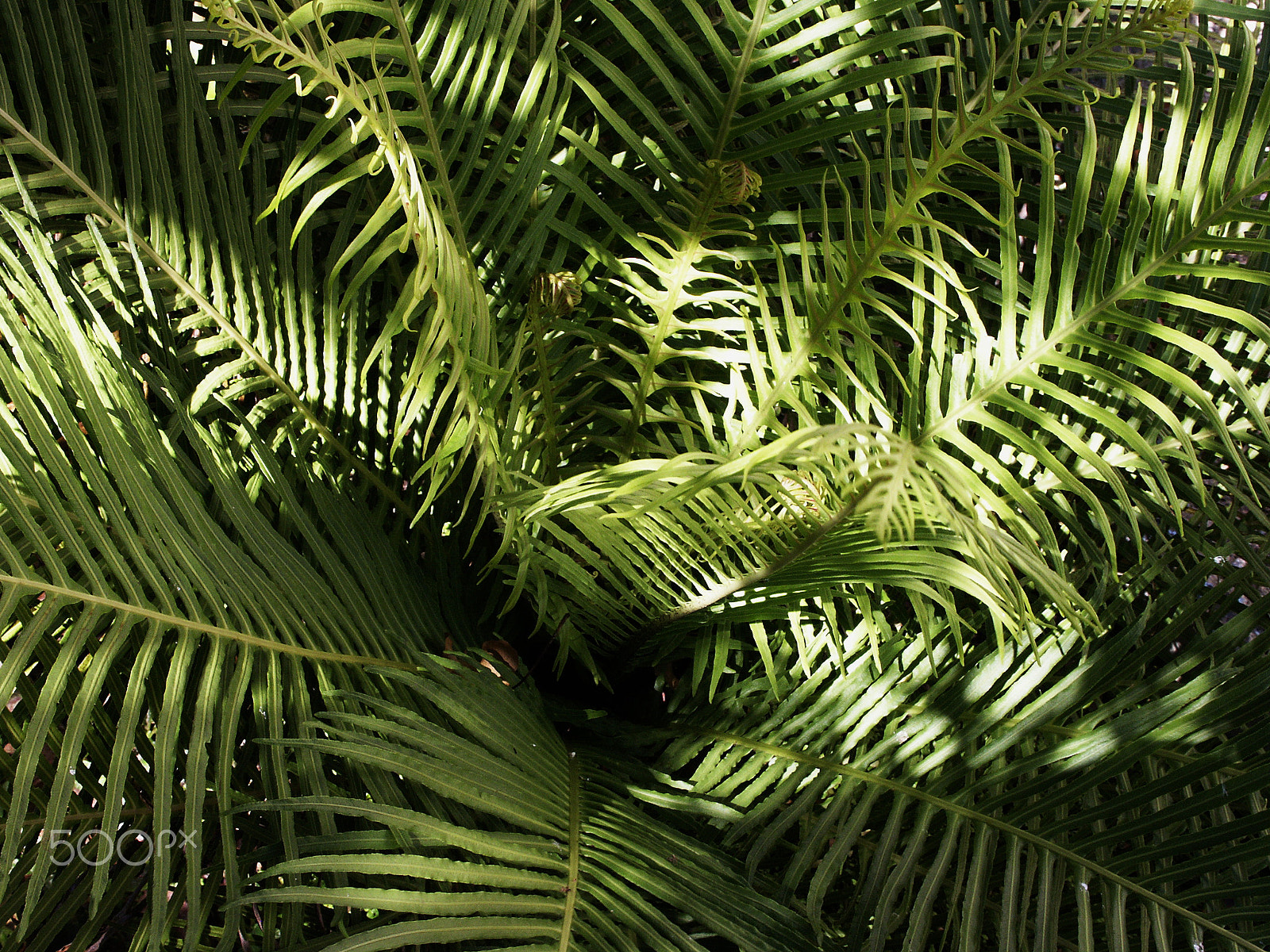 KONICA MINOLTA DiMAGE 7Hi sample photo. Foliage photography