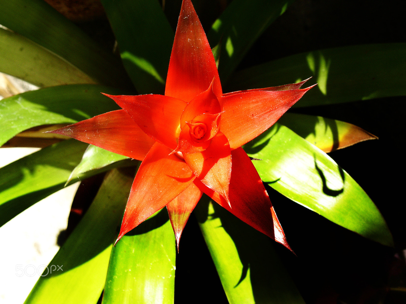 KONICA MINOLTA DiMAGE F300 sample photo. Foliage photography