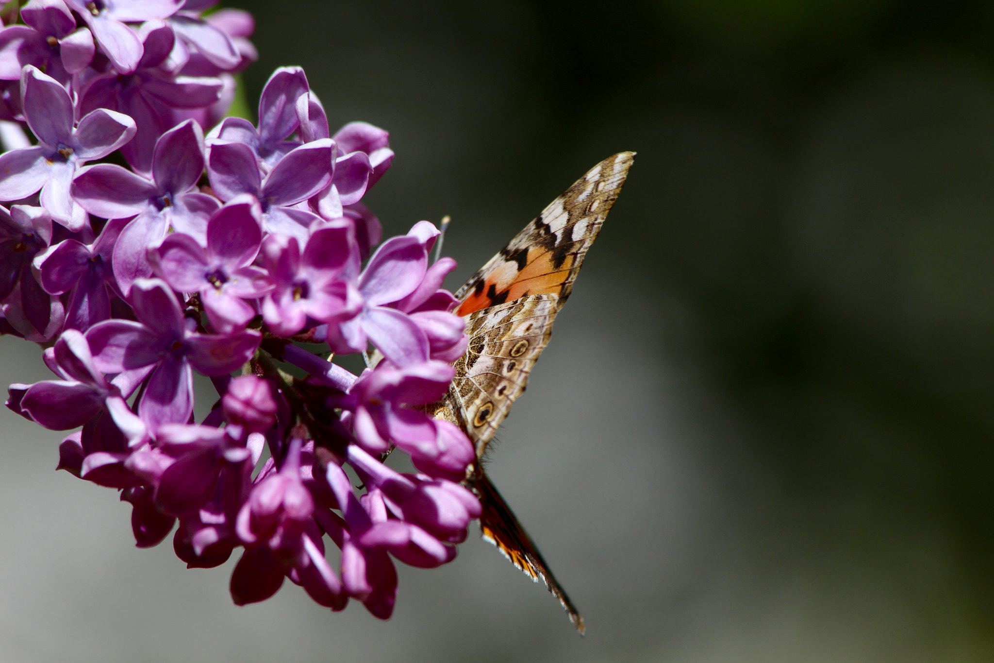 Canon EF 70-300mm F4-5.6 IS USM sample photo. Butterfly balance 2 photography