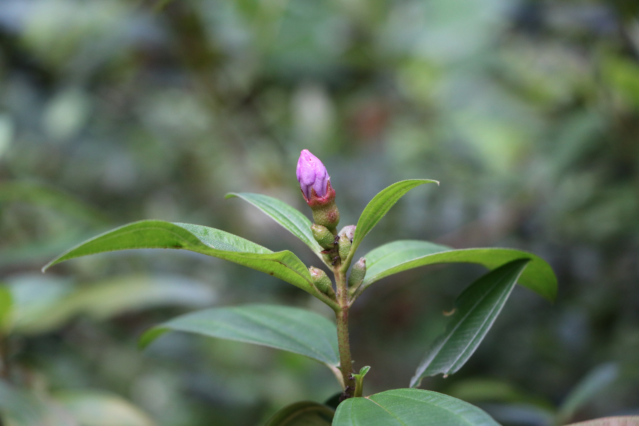 Canon EF-S 18-135mm F3.5-5.6 IS STM sample photo. This plant is used on indian recepies. photography
