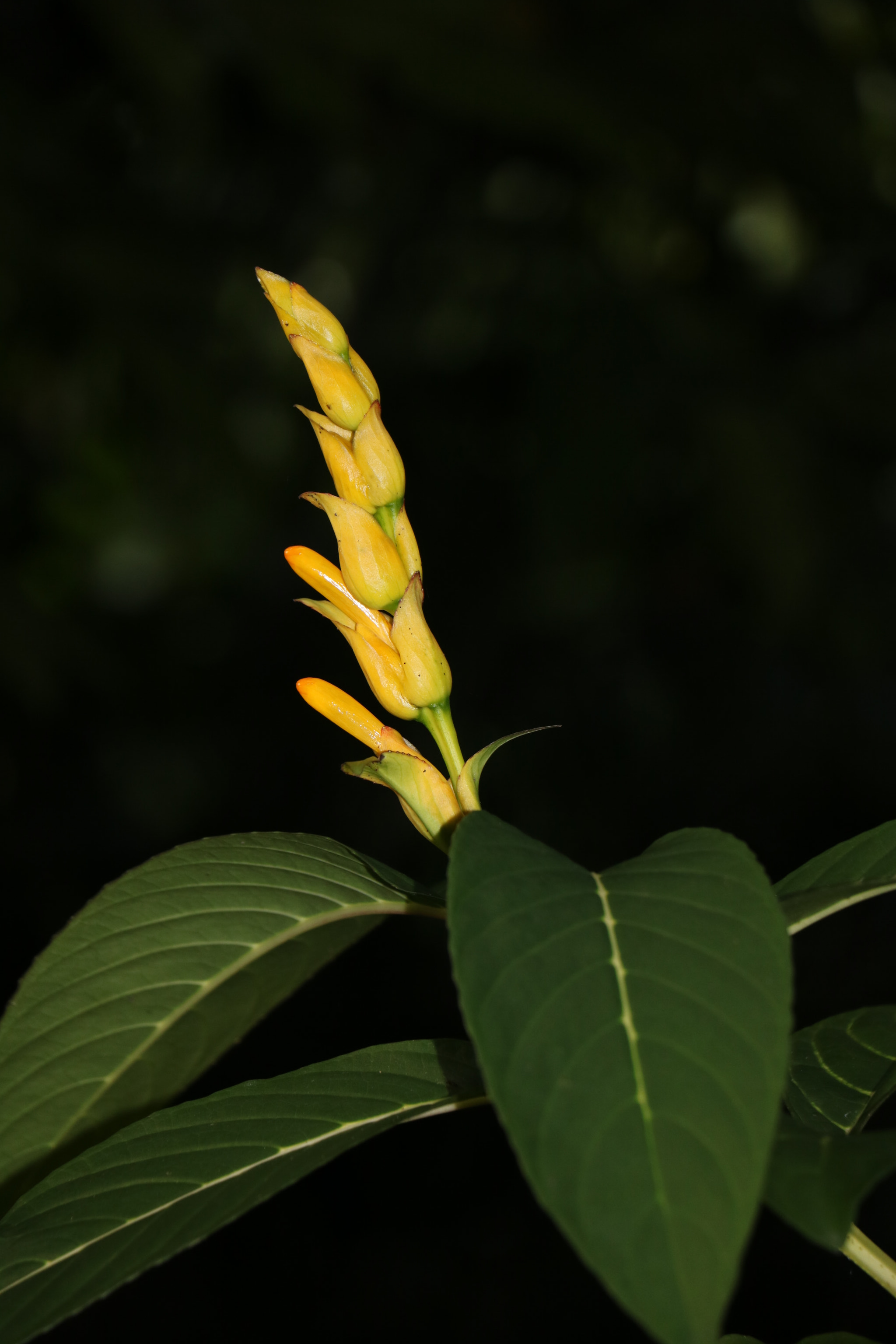 Canon EF-S 18-135mm F3.5-5.6 IS STM sample photo. Unknown flower photography
