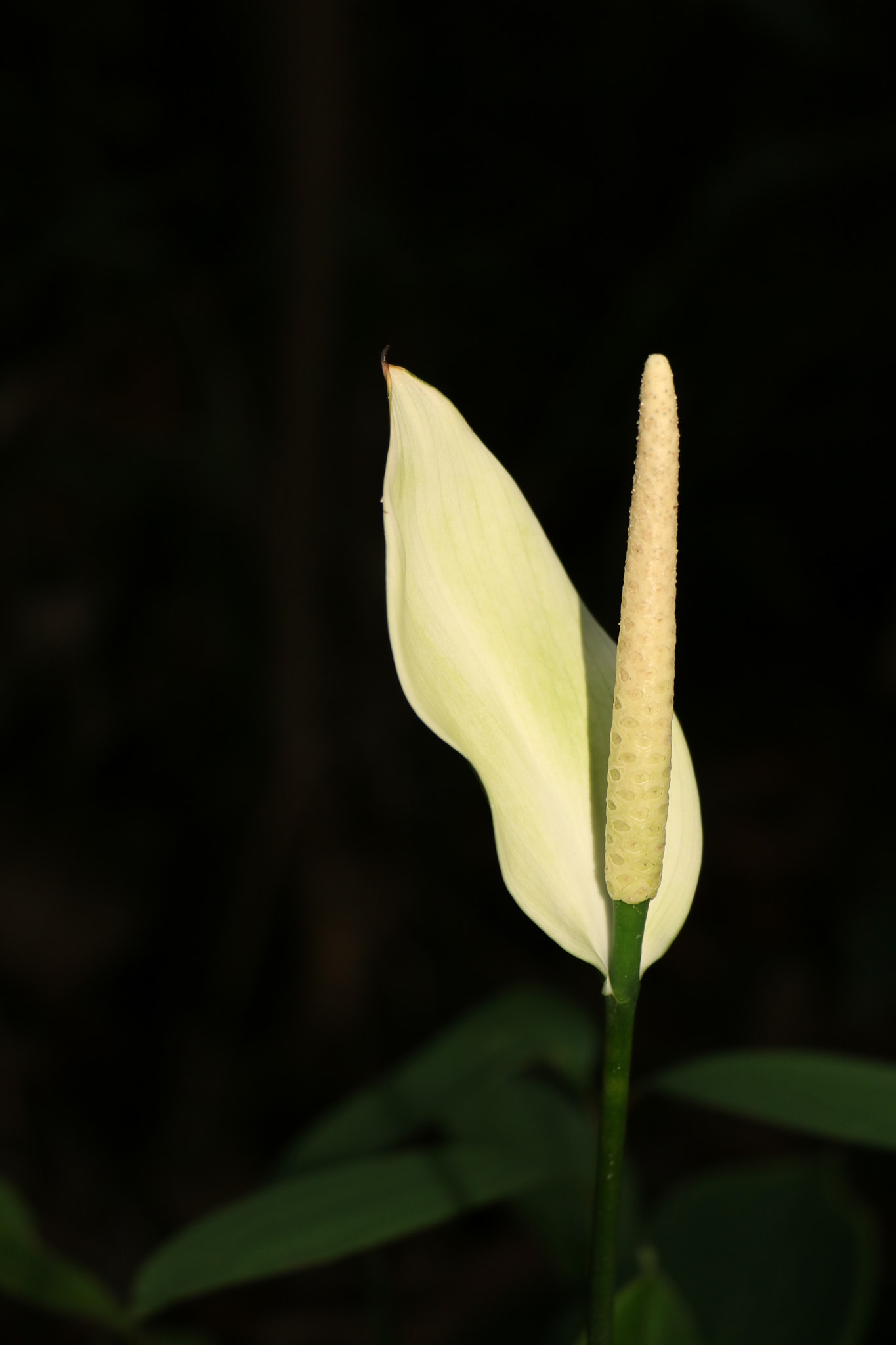 Canon EF-S 18-135mm F3.5-5.6 IS STM sample photo. White beauty photography
