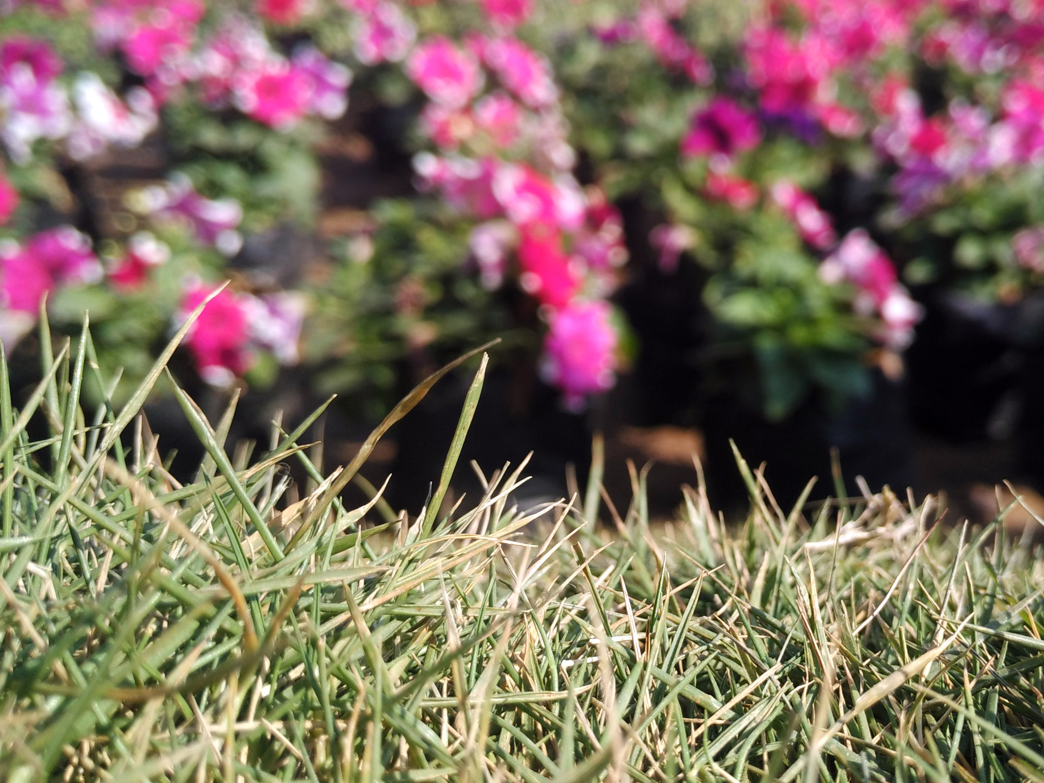 Xiaomi Mi 4i sample photo. Img_20160105_105406.jpg photography