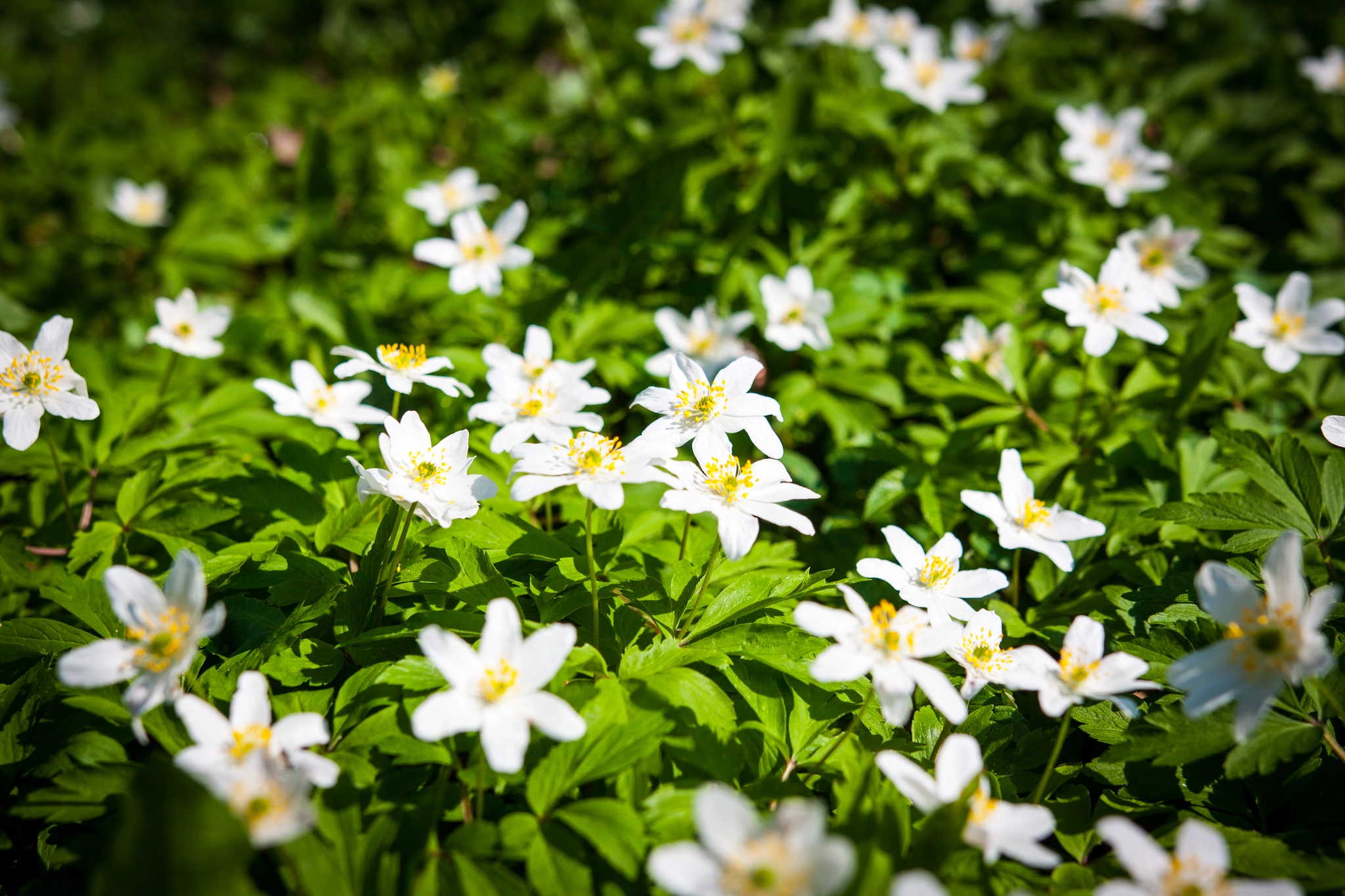Sigma 18-35mm f/1.8 DC HSM sample photo. Whities photography