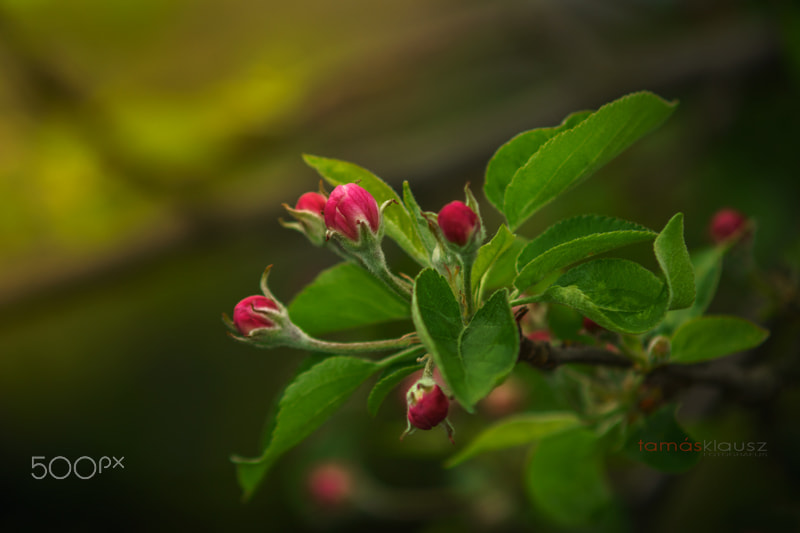 Minolta AF 70-210mm F4 Macro sample photo. Apple tree bud photography