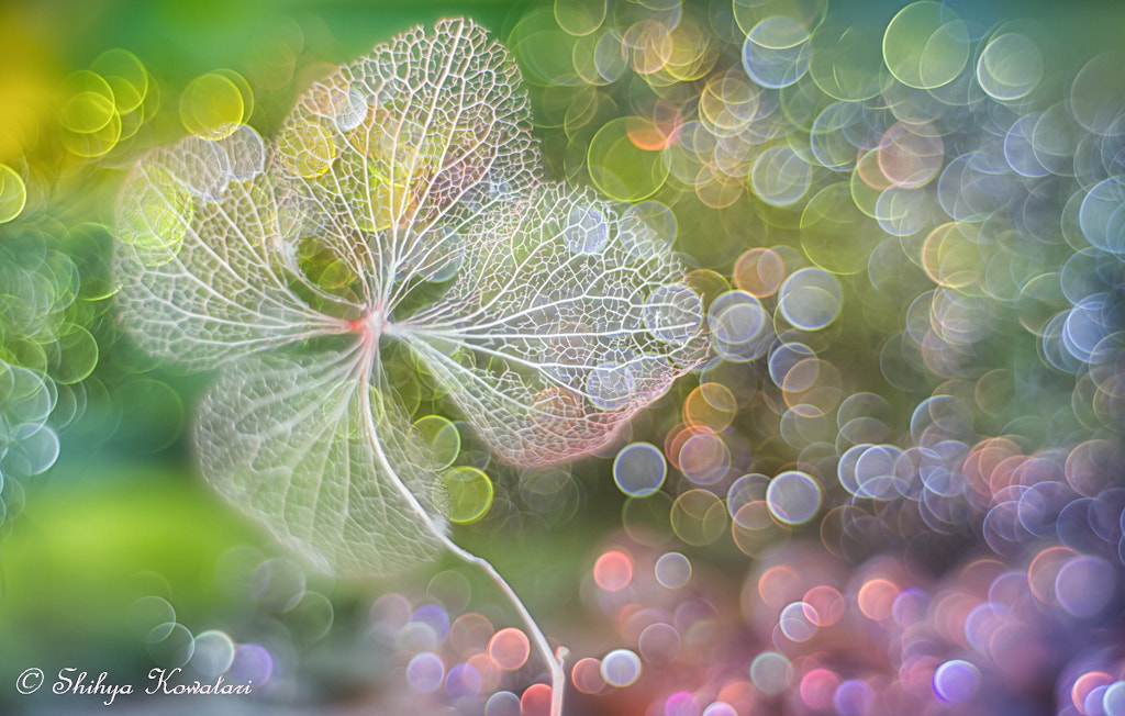 Symphonies for Magic Moment by Shihya Kowatari on 500px.com