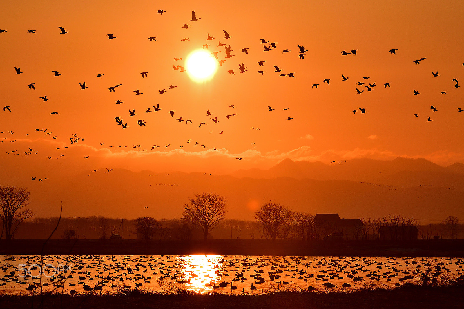 Nikon D5 sample photo. Morning sun and white-fronted geese photography