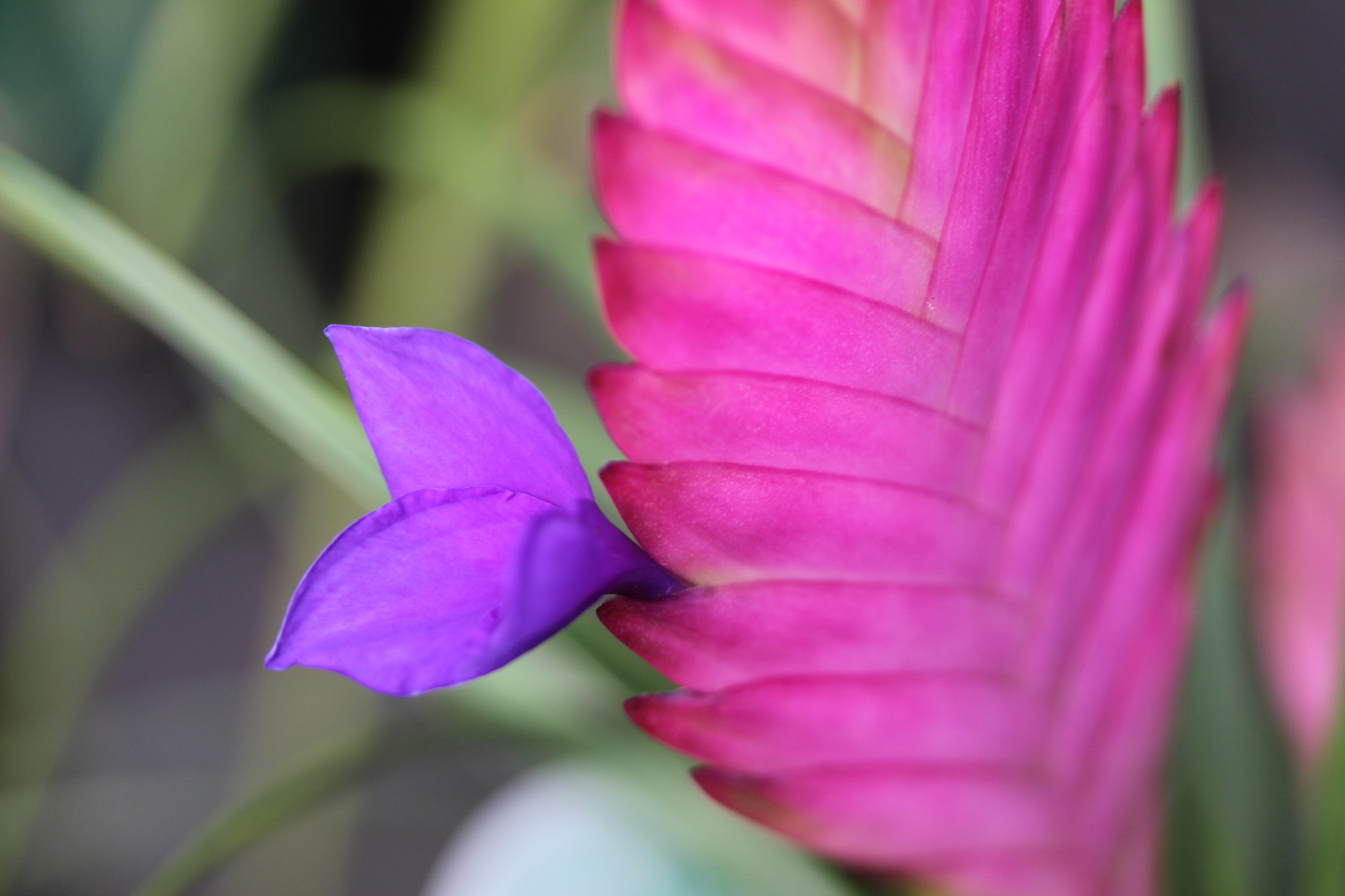 Canon EF-S 60mm F2.8 Macro USM sample photo