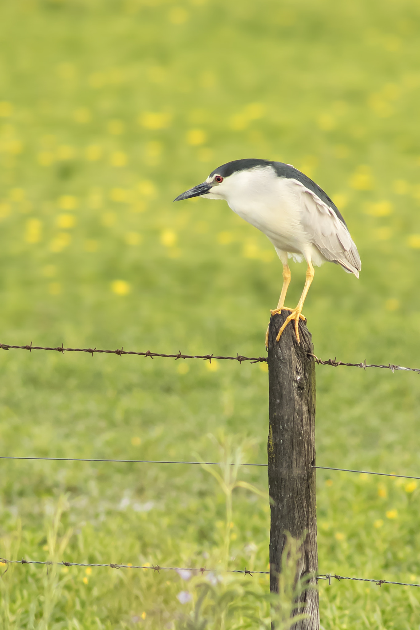 AF Nikkor 300mm f/4 IF-ED sample photo. Brujita... photography