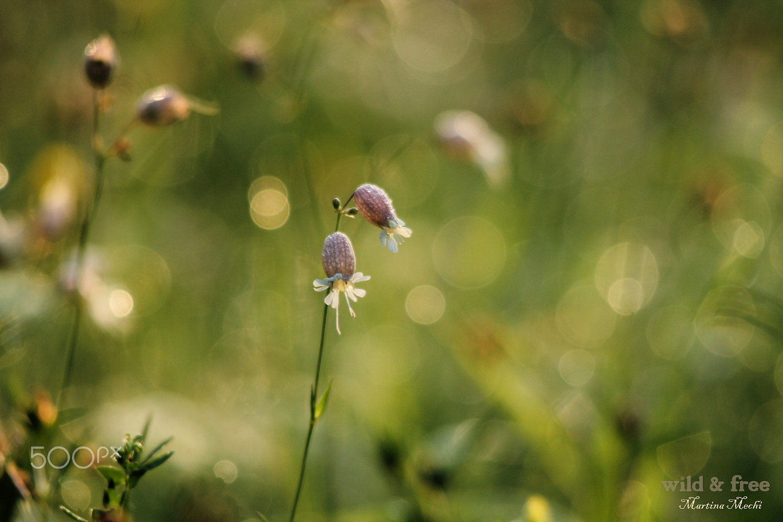 Sigma 150-500mm F5-6.3 DG OS HSM sample photo. *gauzy* photography