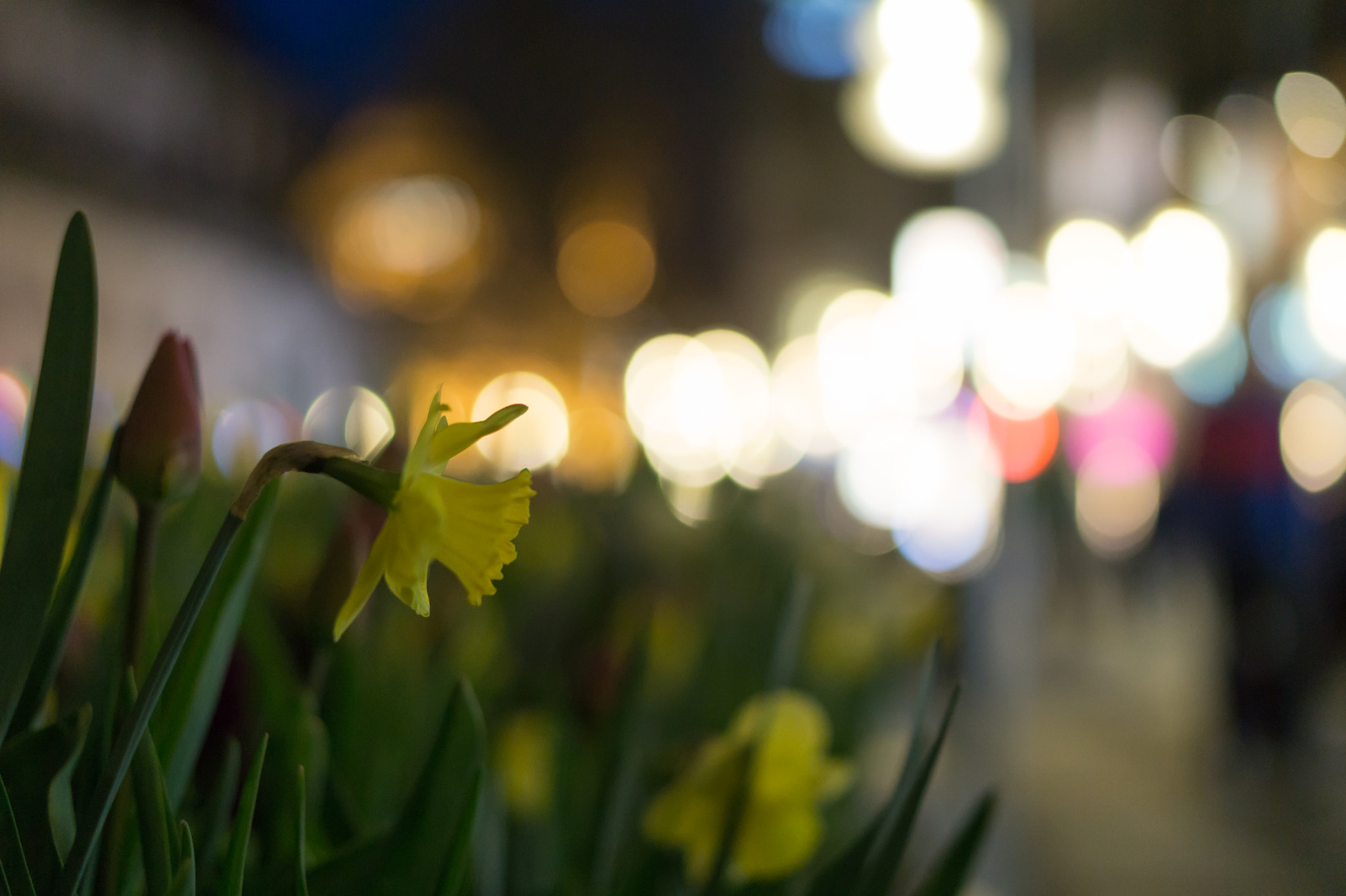 Sony a5100 + E 50mm F1.8 OSS sample photo. Night blossom photography