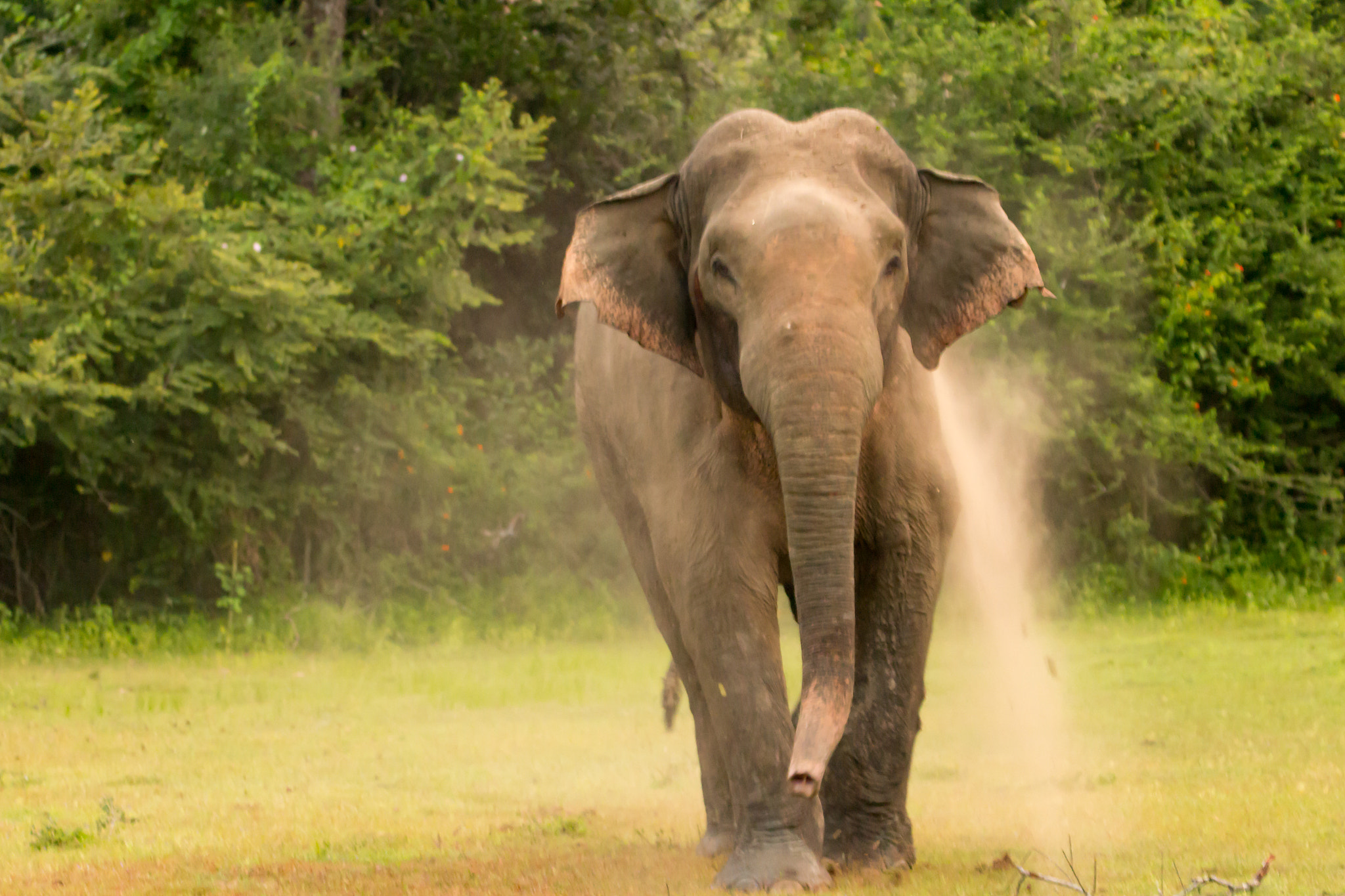 Tamron SP 150-600mm F5-6.3 Di VC USD sample photo. Charging elephant photography