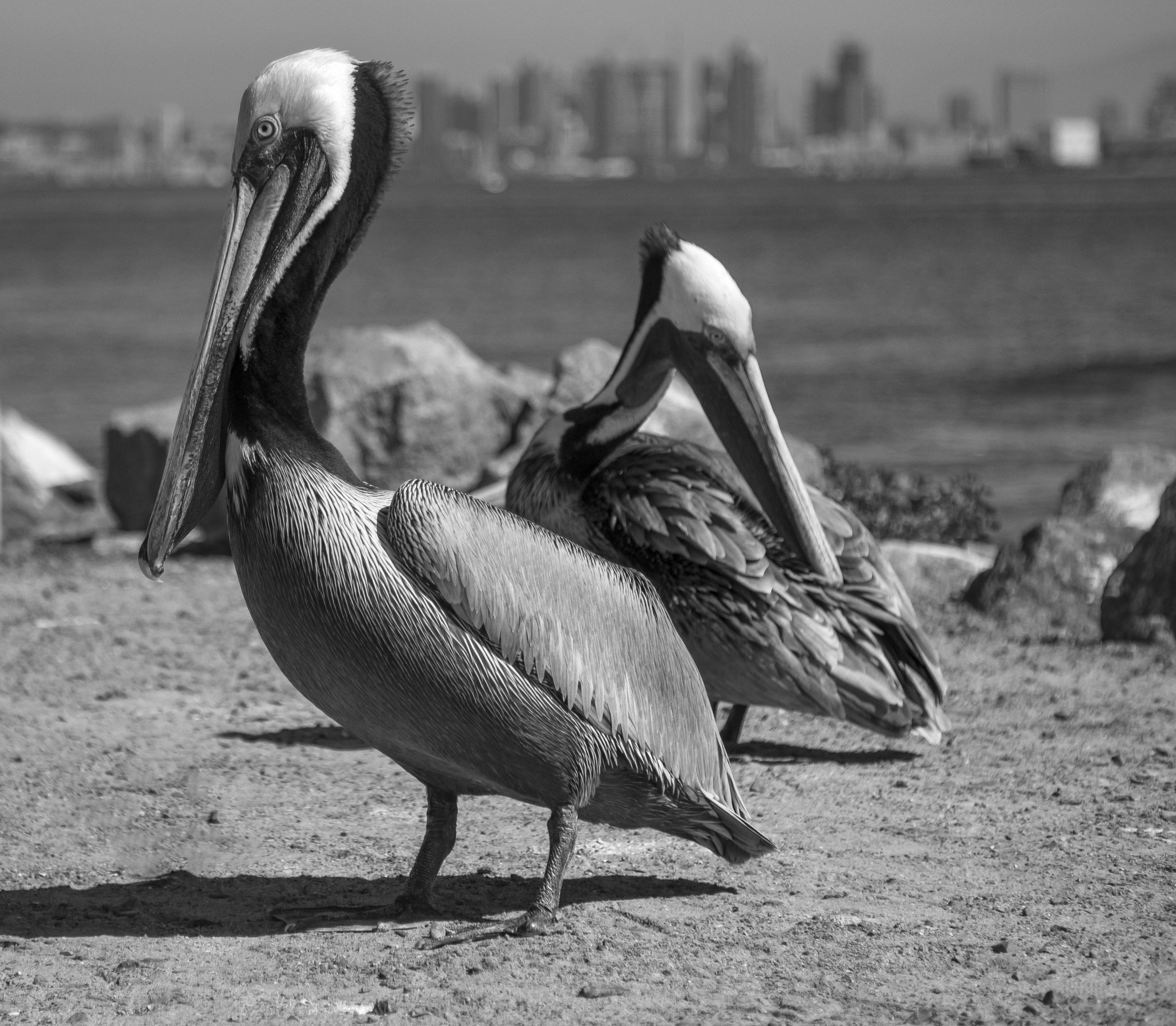 Canon EF 24-105mm F4L IS USM sample photo. Pelicans photography