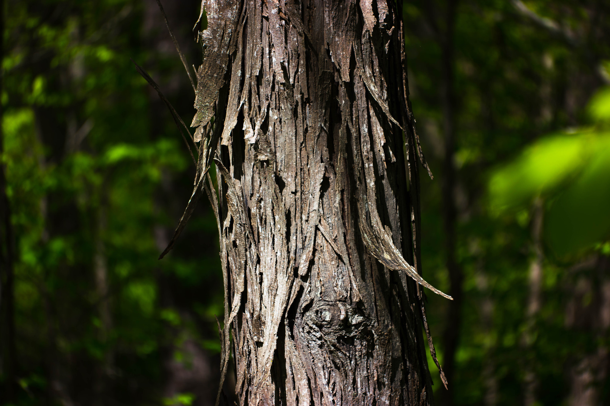 Samsung NX1 + NX 50-150mm F2.8 S sample photo. Tree photography