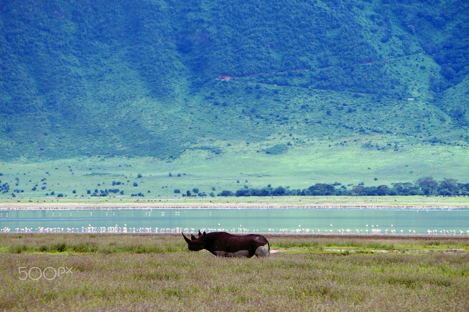 Sony E 55-210mm F4.5-6.3 OSS sample photo. Black rhino and flamingos in the ngorongoro crater photography