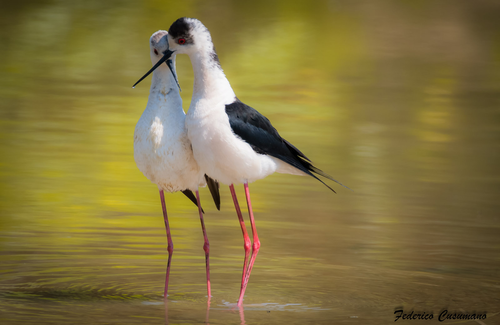 Sigma 150-600mm F5-6.3 DG OS HSM | C sample photo. C'est l'amour photography
