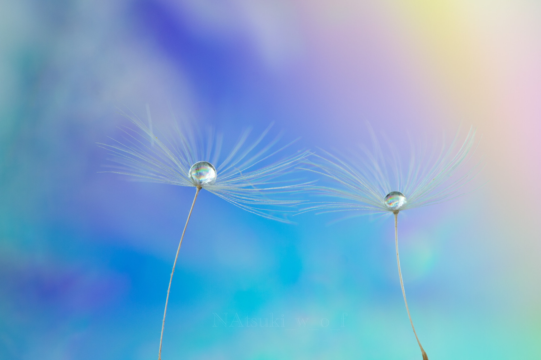 Tamron SP AF 180mm F3.5 Di LD (IF) Macro sample photo. Fantasy world photography