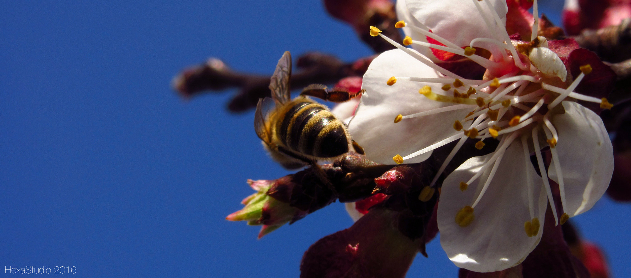 Canon PowerShot ELPH 340 HS (IXUS 265 HS / IXY 630) sample photo. Bee macro photography