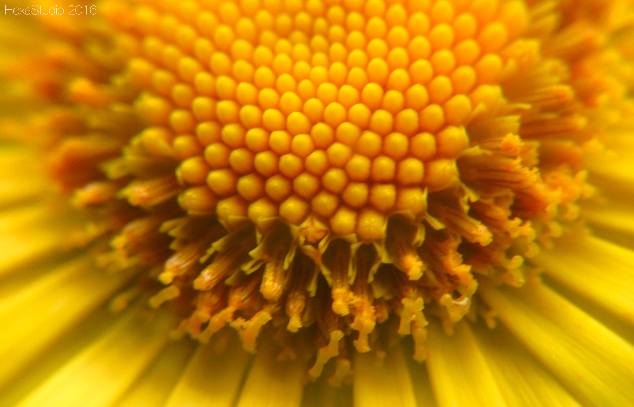 Canon PowerShot ELPH 340 HS (IXUS 265 HS / IXY 630) sample photo. Kvitka yelow photography