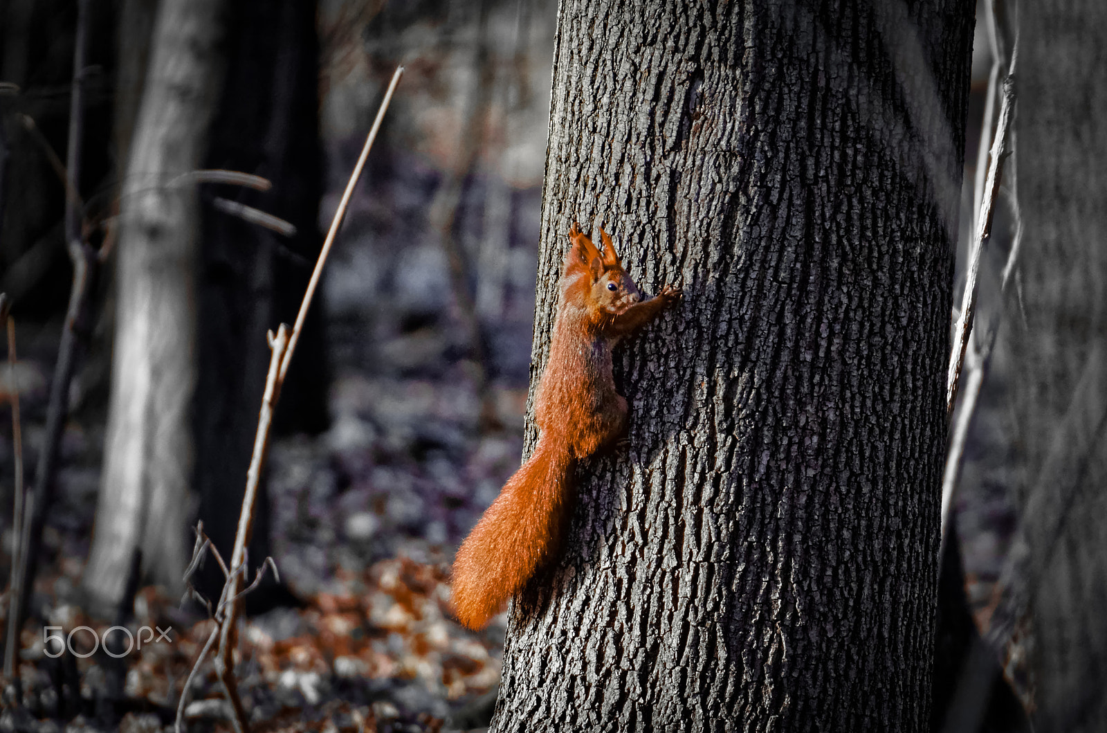 Sigma 50-500mm F4.5-6.3 DG OS HSM sample photo. Tree hugger photography
