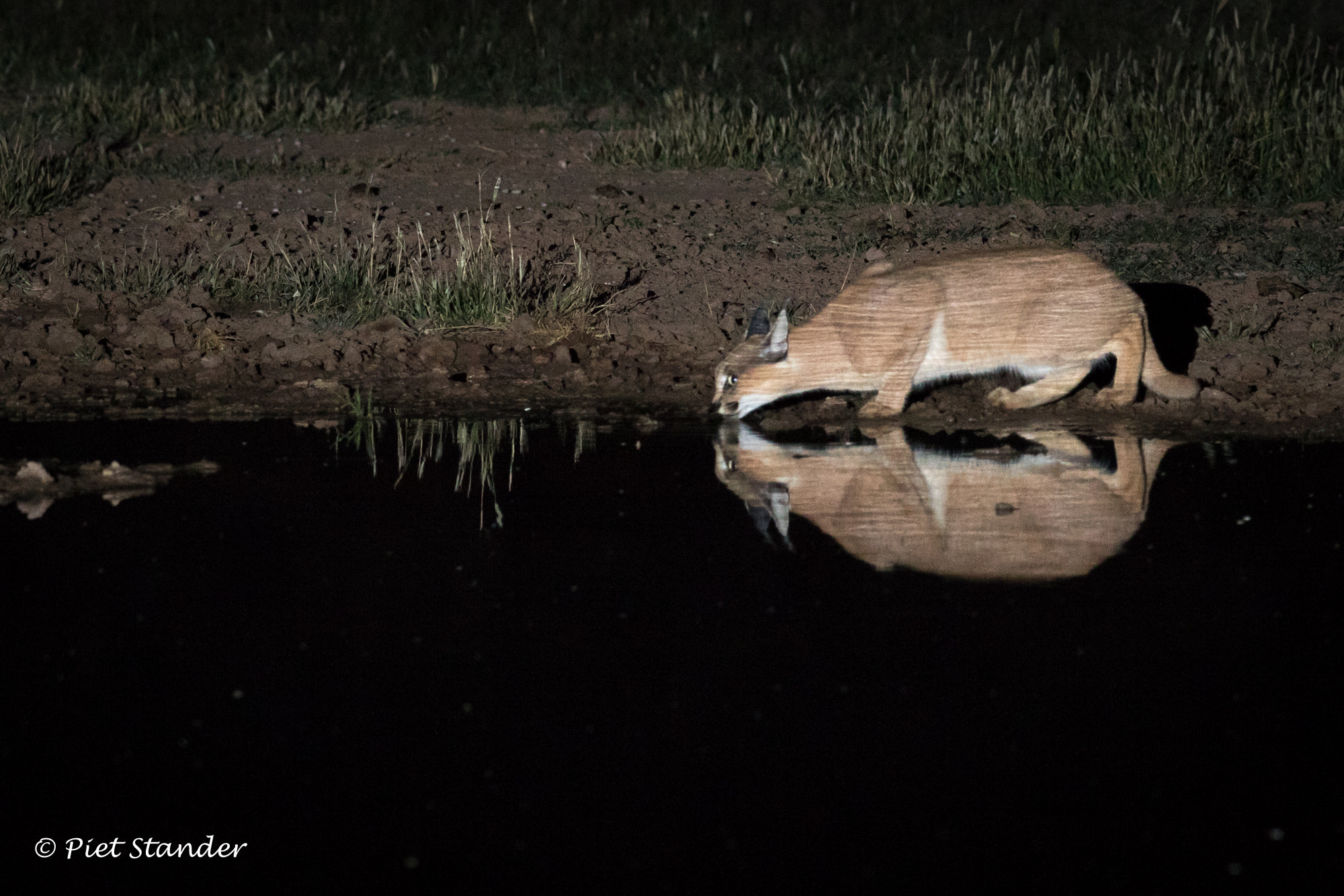 Canon EF 400mm F2.8L IS II USM sample photo. Caracal photography