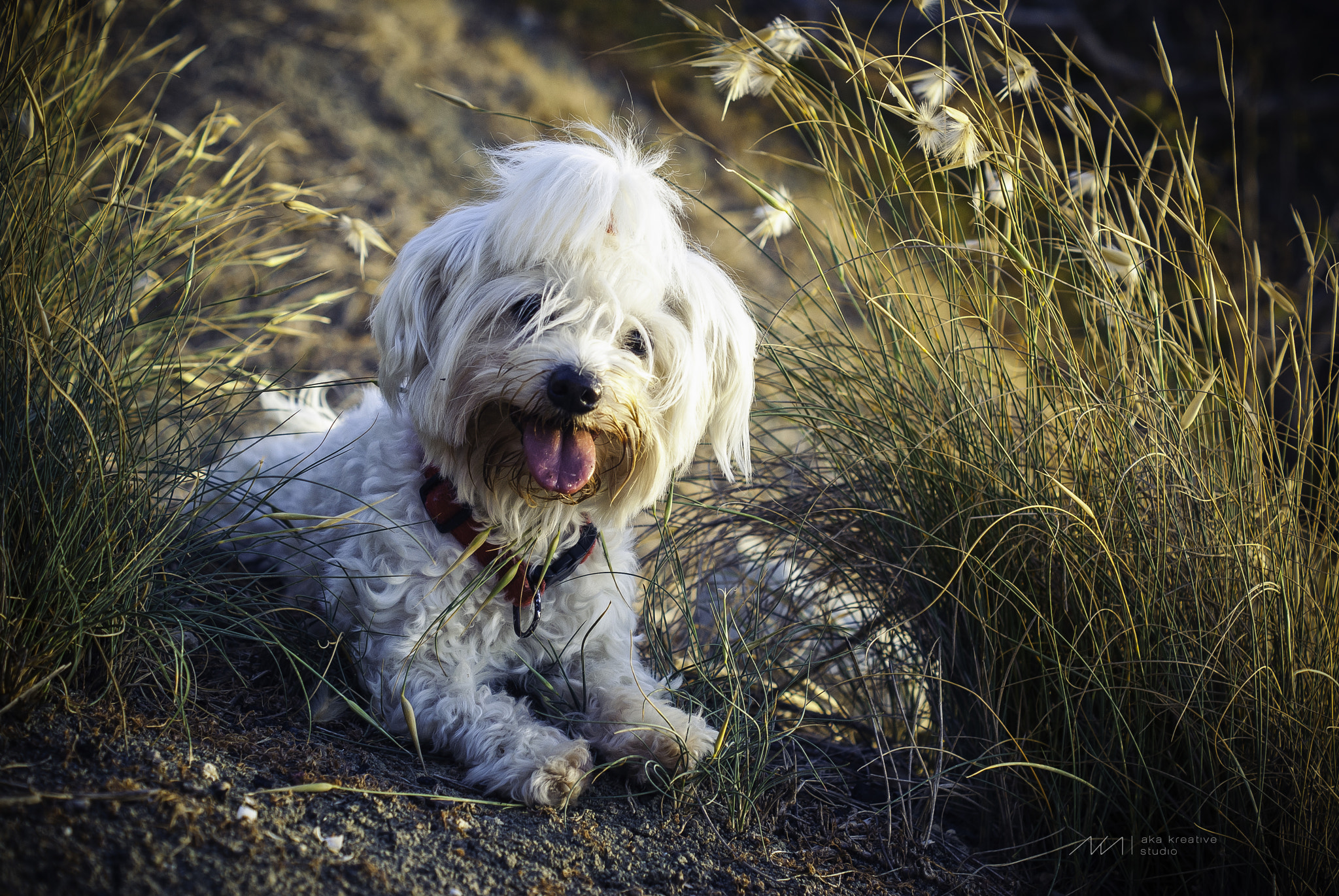 Sony Alpha DSLR-A230 + Sony DT 50mm F1.8 SAM sample photo. Time to relax photography