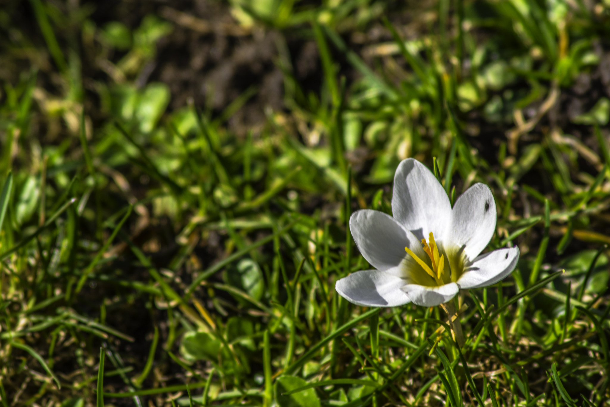 Nikon D7200 + AF Zoom-Nikkor 75-300mm f/4.5-5.6 sample photo. Flower in the lawn! photography