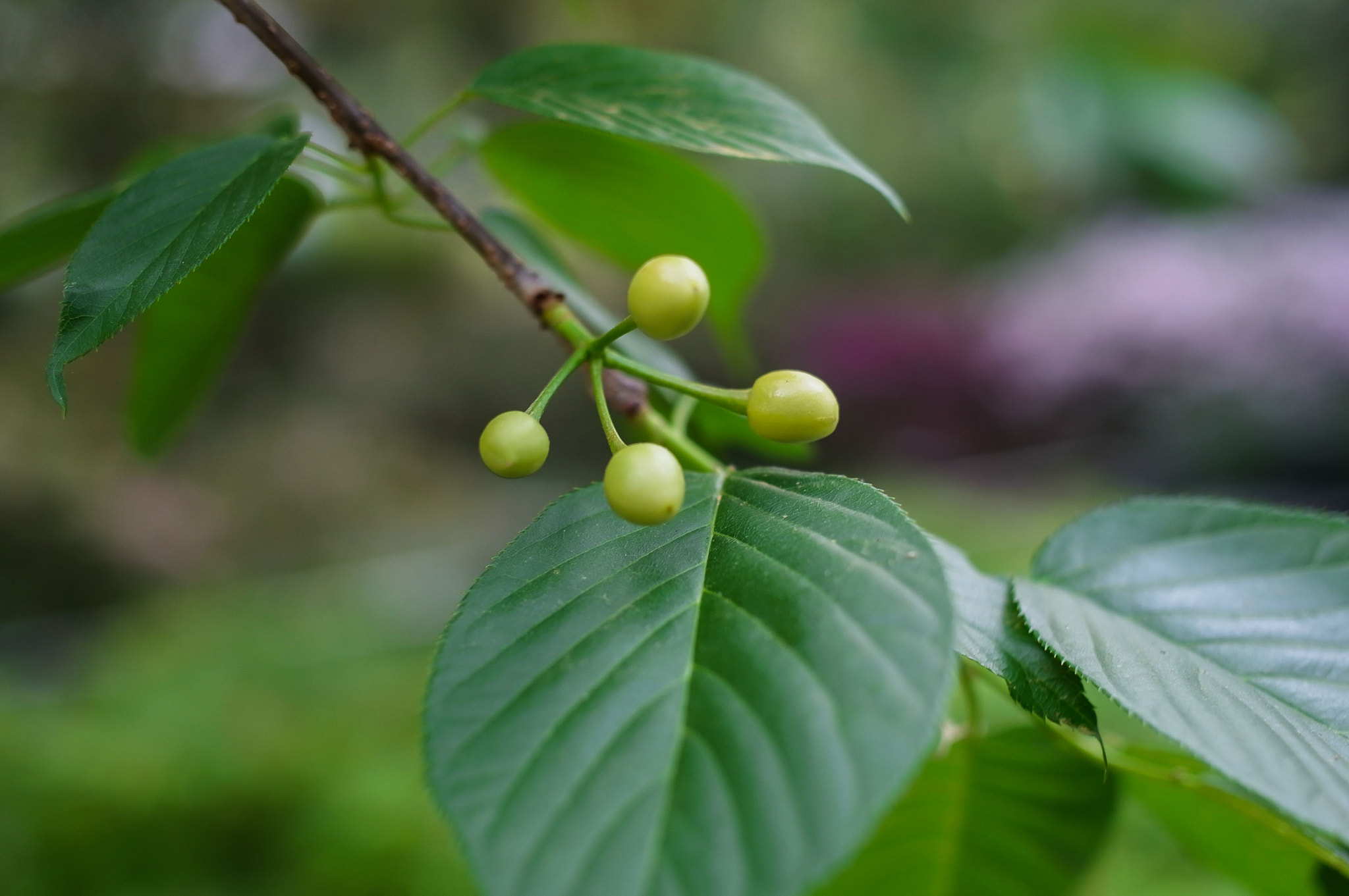 Ricoh GXR A12 + GR Lens A12 50mm F2.5 Macro sample photo. Tree detail photography