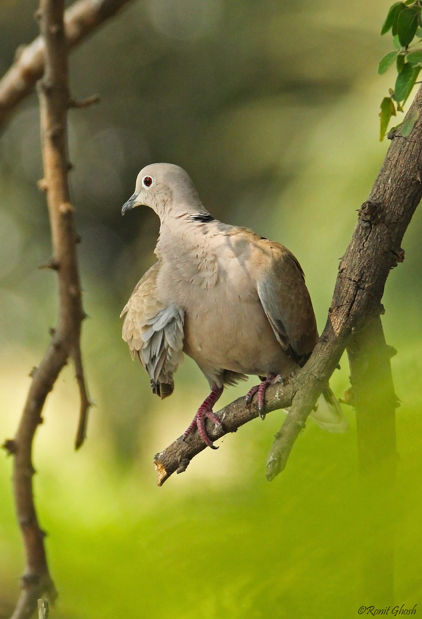 Tamron SP 150-600mm F5-6.3 Di VC USD sample photo. Eurasian collared dove. photography