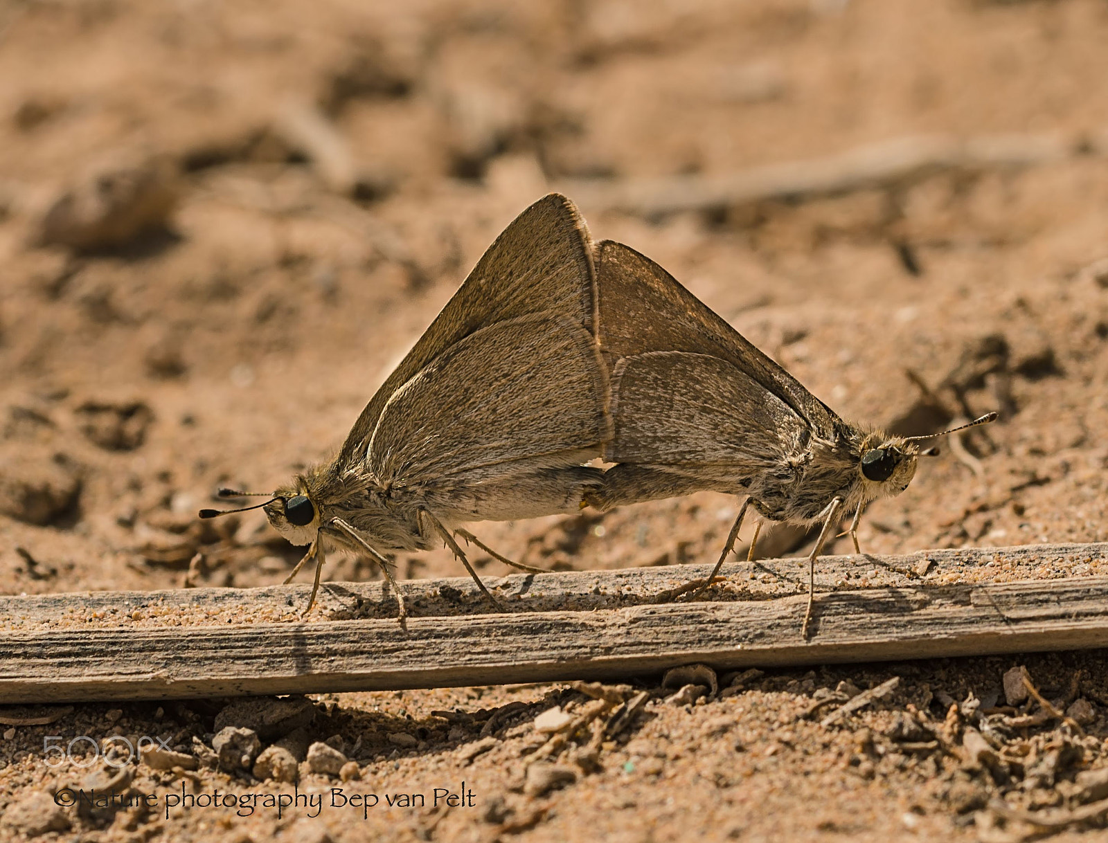 Nikon D7000 + Sigma 50mm F2.8 EX DG Macro sample photo. Mating pigmy skipper photography