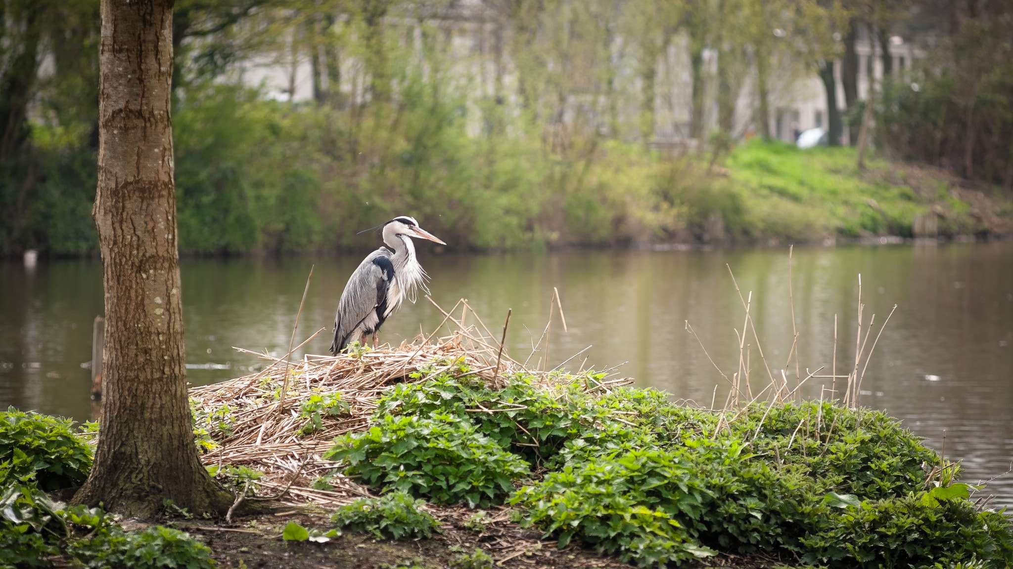 Canon EOS 5D + Canon EF 135mm F2.8 SF sample photo. Frankendael park heron photography