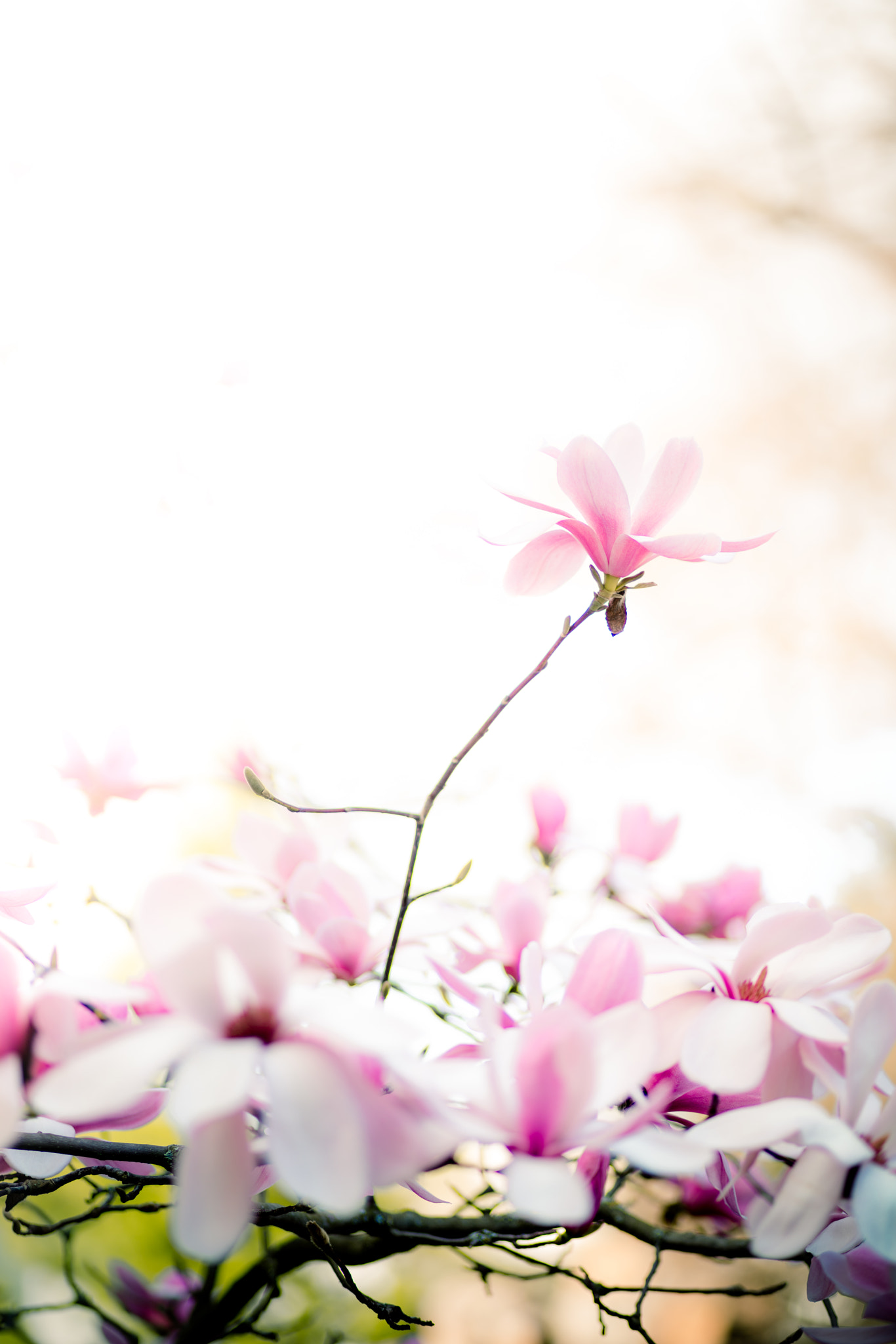 Sony a7R II + Canon EF 85mm F1.8 USM sample photo. Spring photography