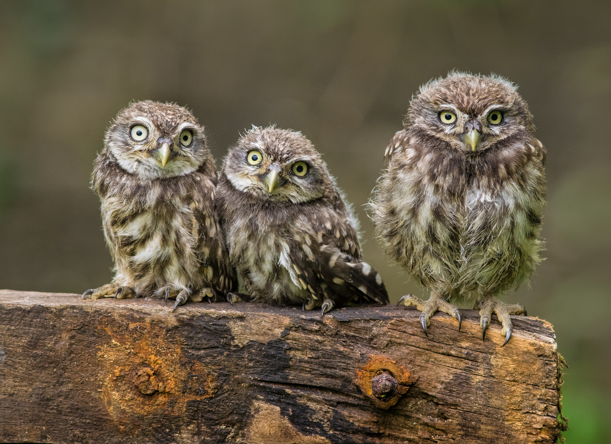 Olympus OM-D E-M1 + OLYMPUS 300mm Lens sample photo. Three juvenile little owls photography