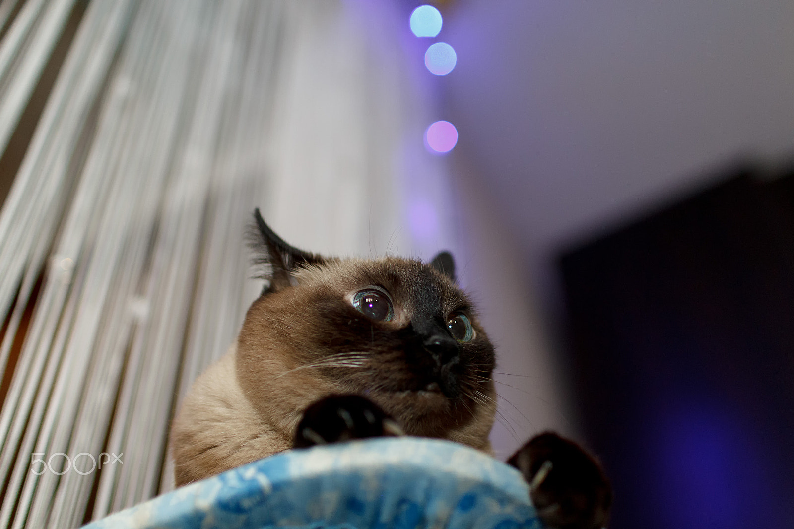 Sigma 30mm F1.4 EX DC HSM sample photo. What mind of a cat? photography