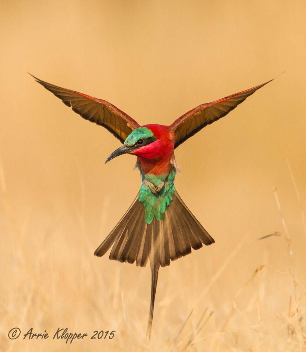 Canon EOS 7D + Canon EF 600mm F4L IS II USM sample photo. Low flying carmine bee-eater photography