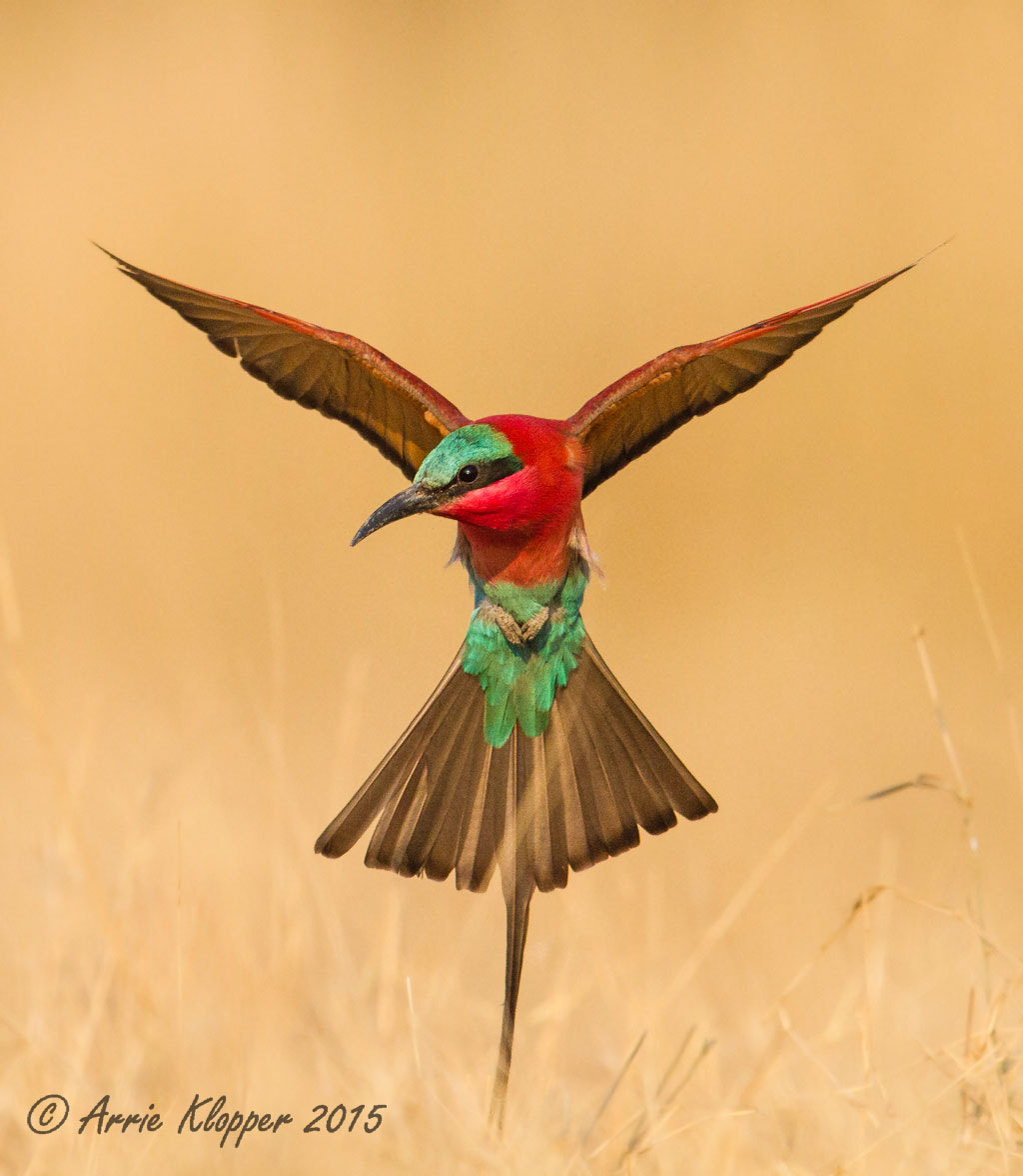 Canon EF 600mm F4L IS II USM sample photo. Low flying carmine bee-eater photography