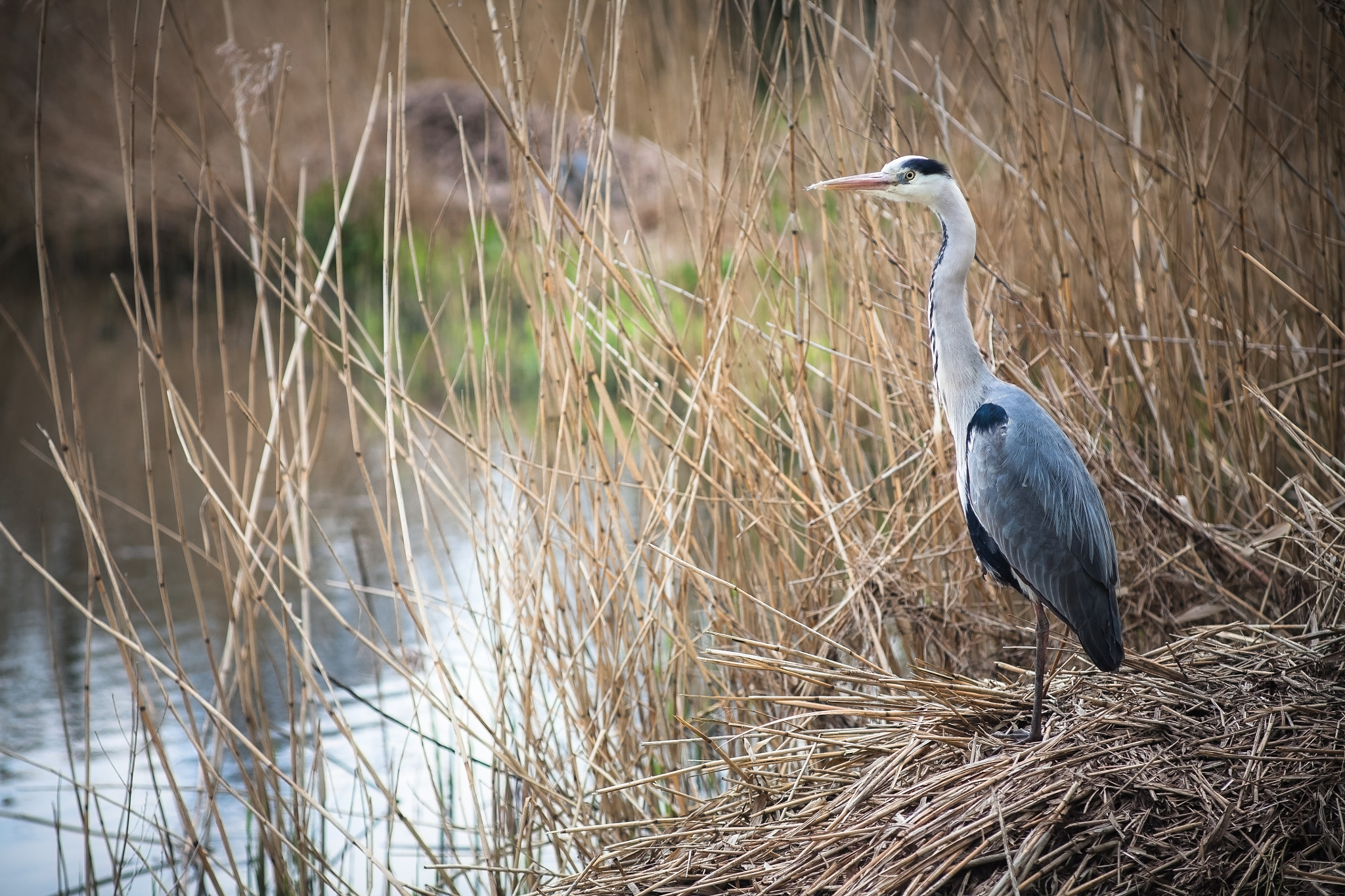 Canon EOS 5D + Canon EF 135mm F2.8 SF sample photo. Great blue heron photography